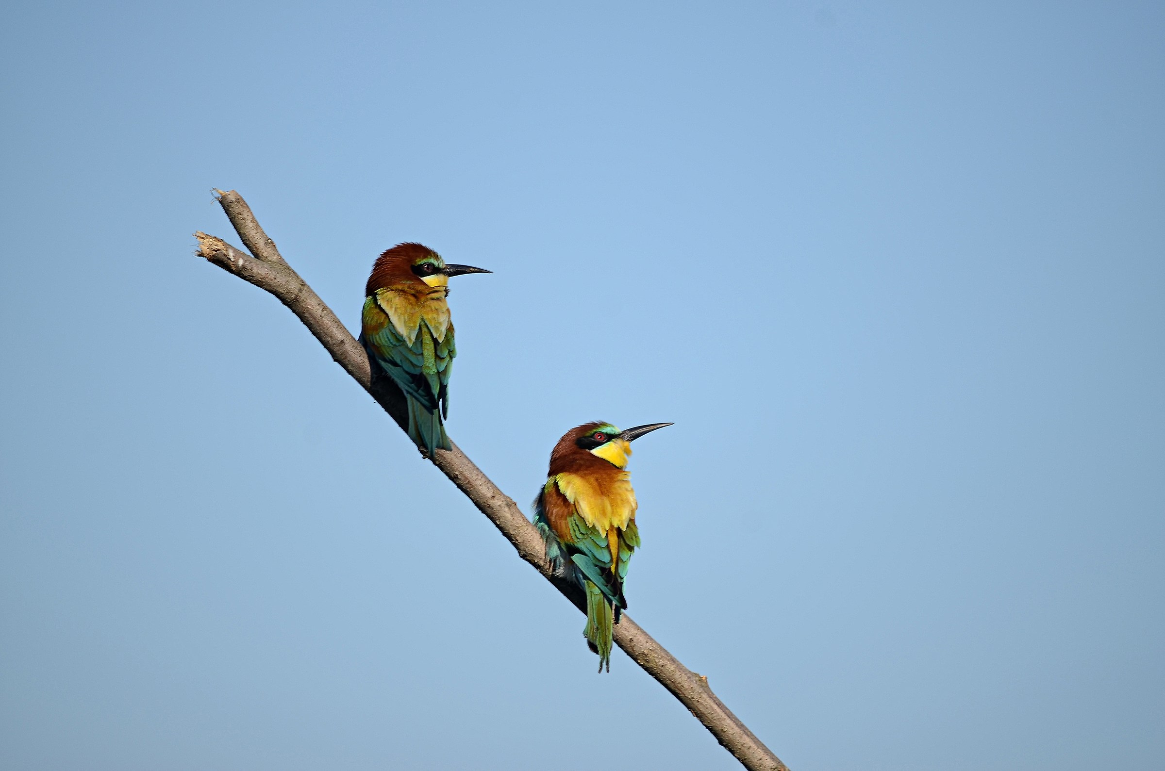 Bee-eaters waiting