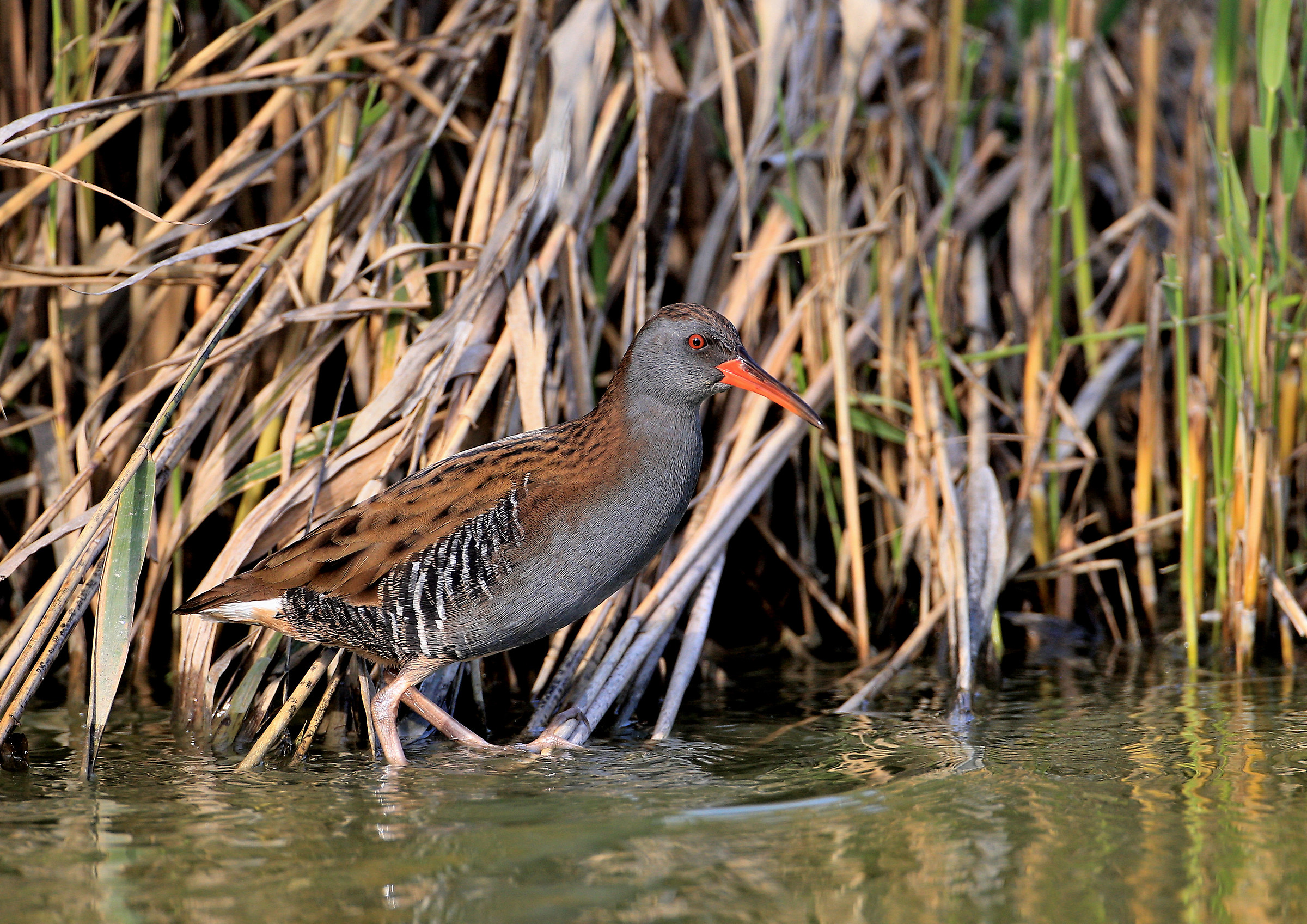 Water Rail