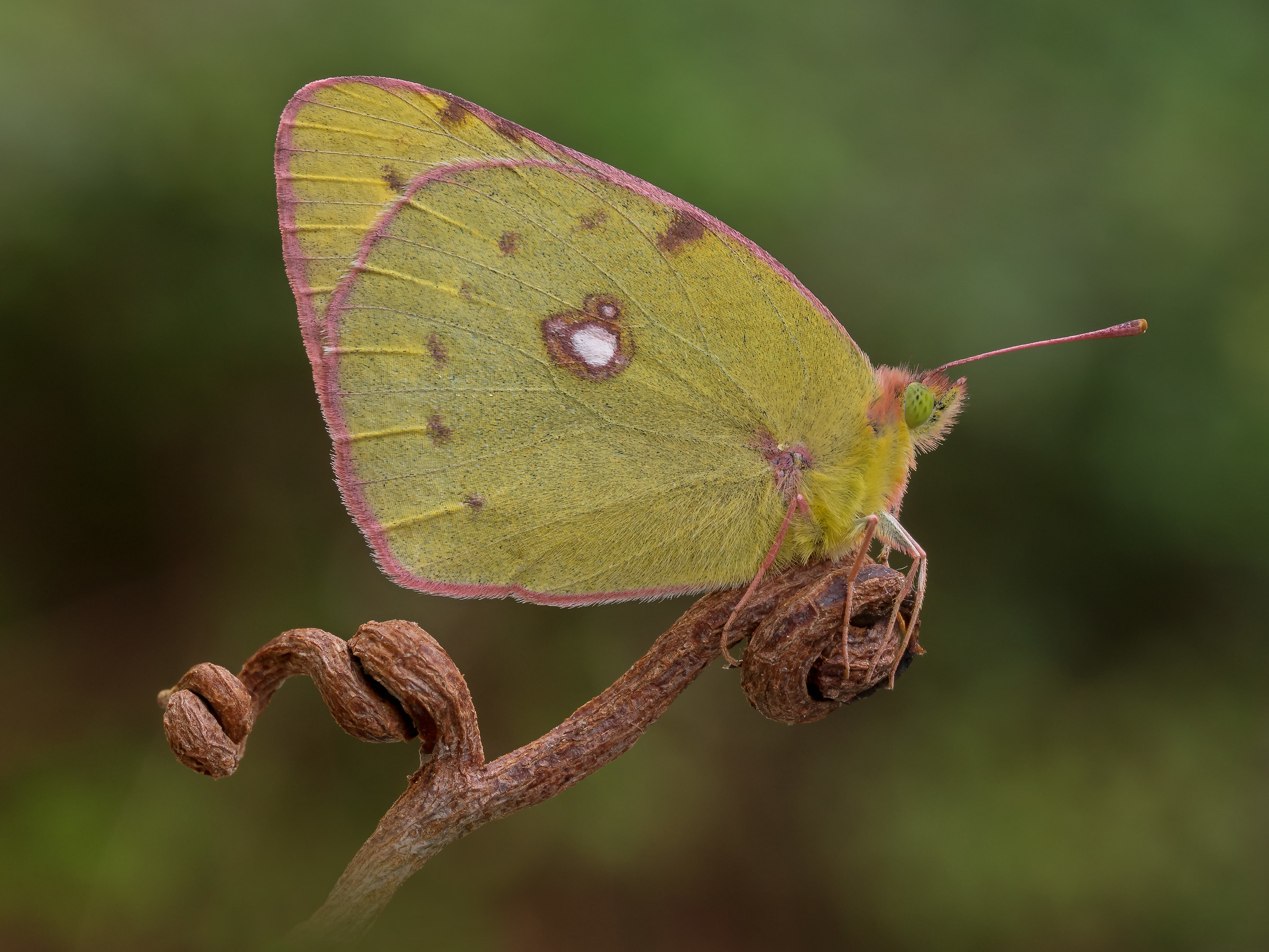 Colias croceus