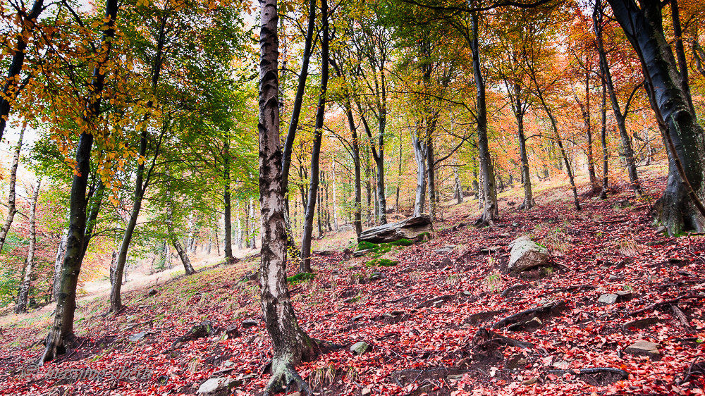 autunno in forcora