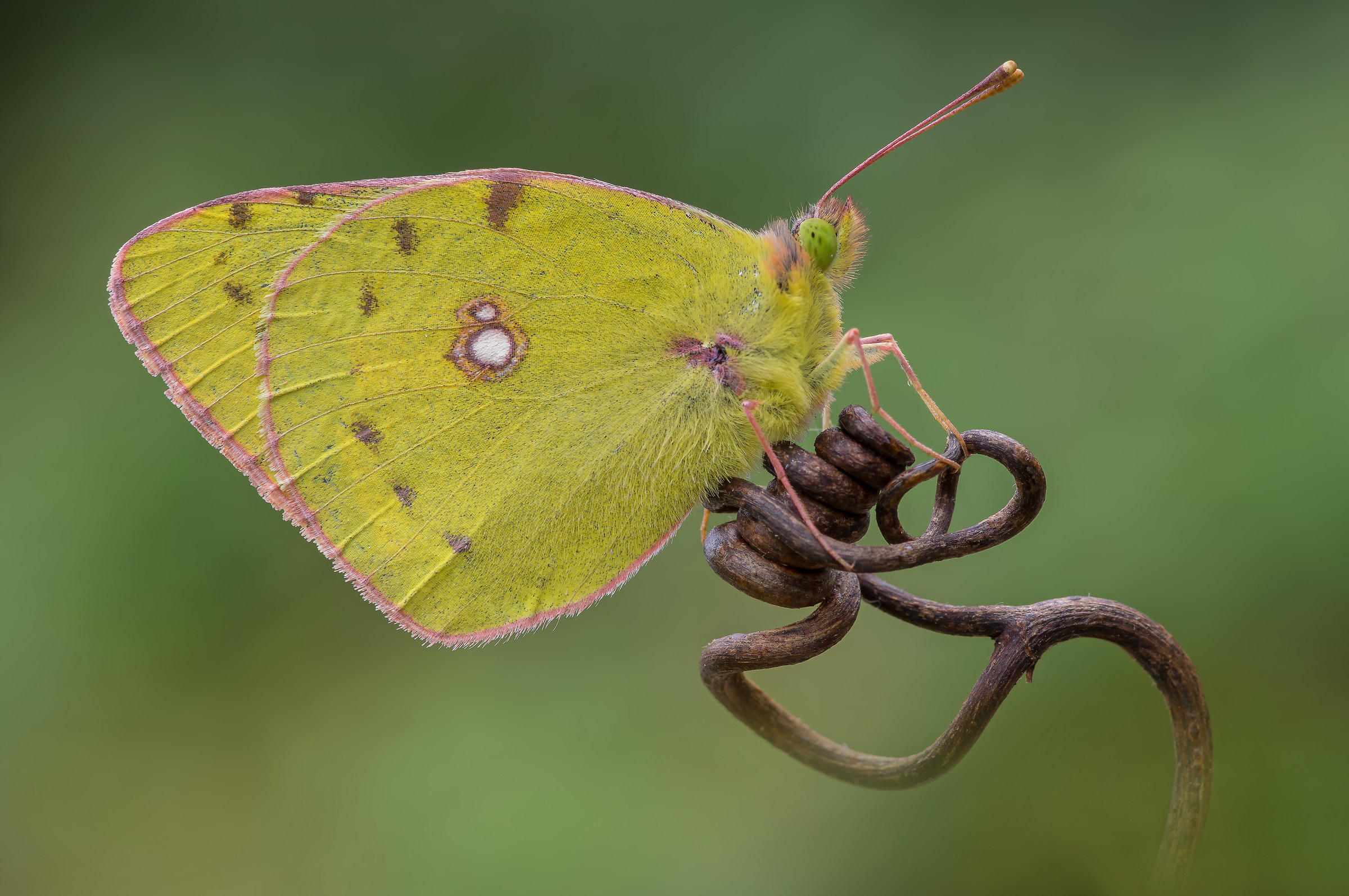 Colias croceus - Pixel shift