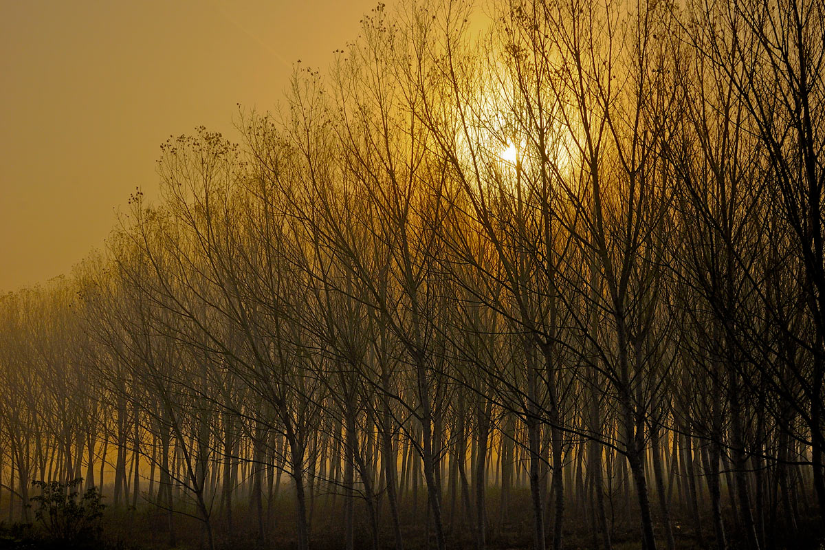 Alberi a Padule di Fucecchio...