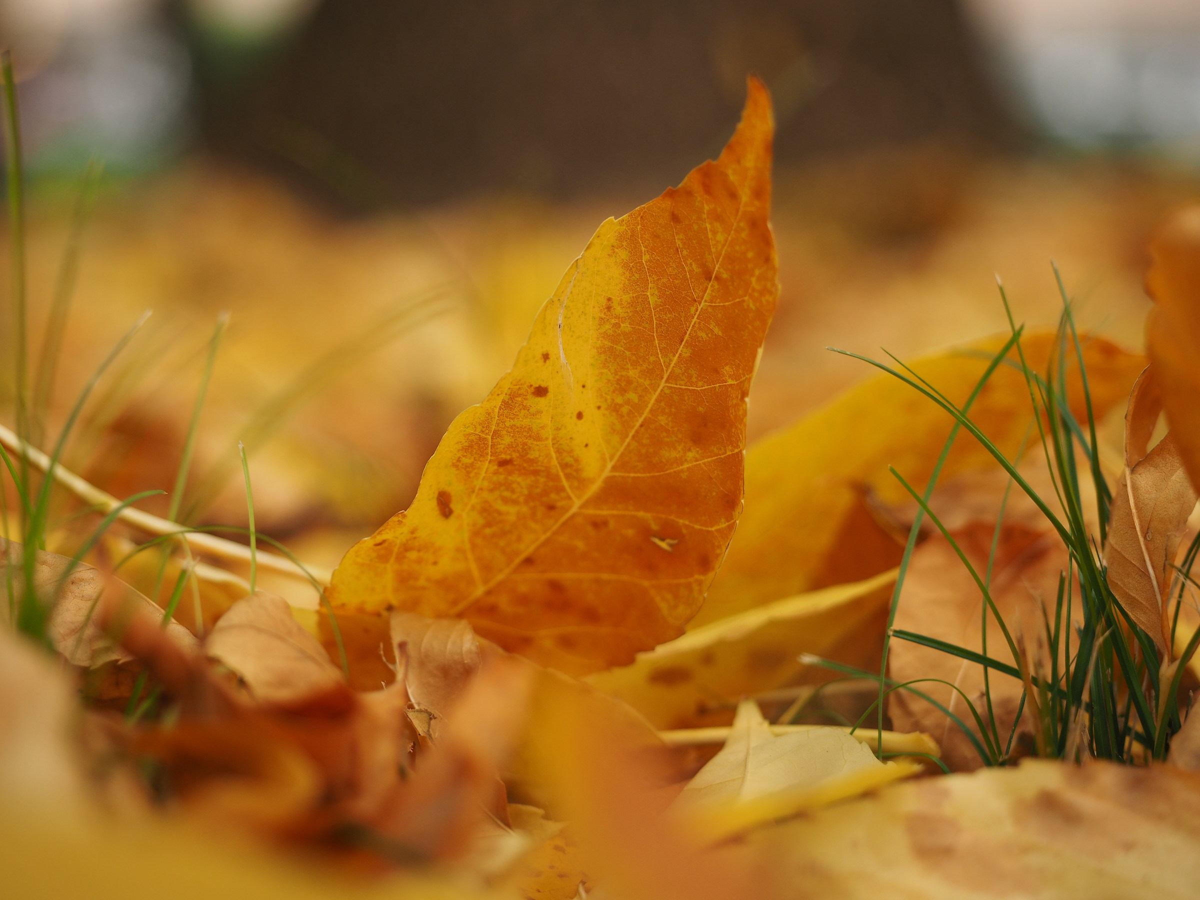 Ci siamo ... Autunno