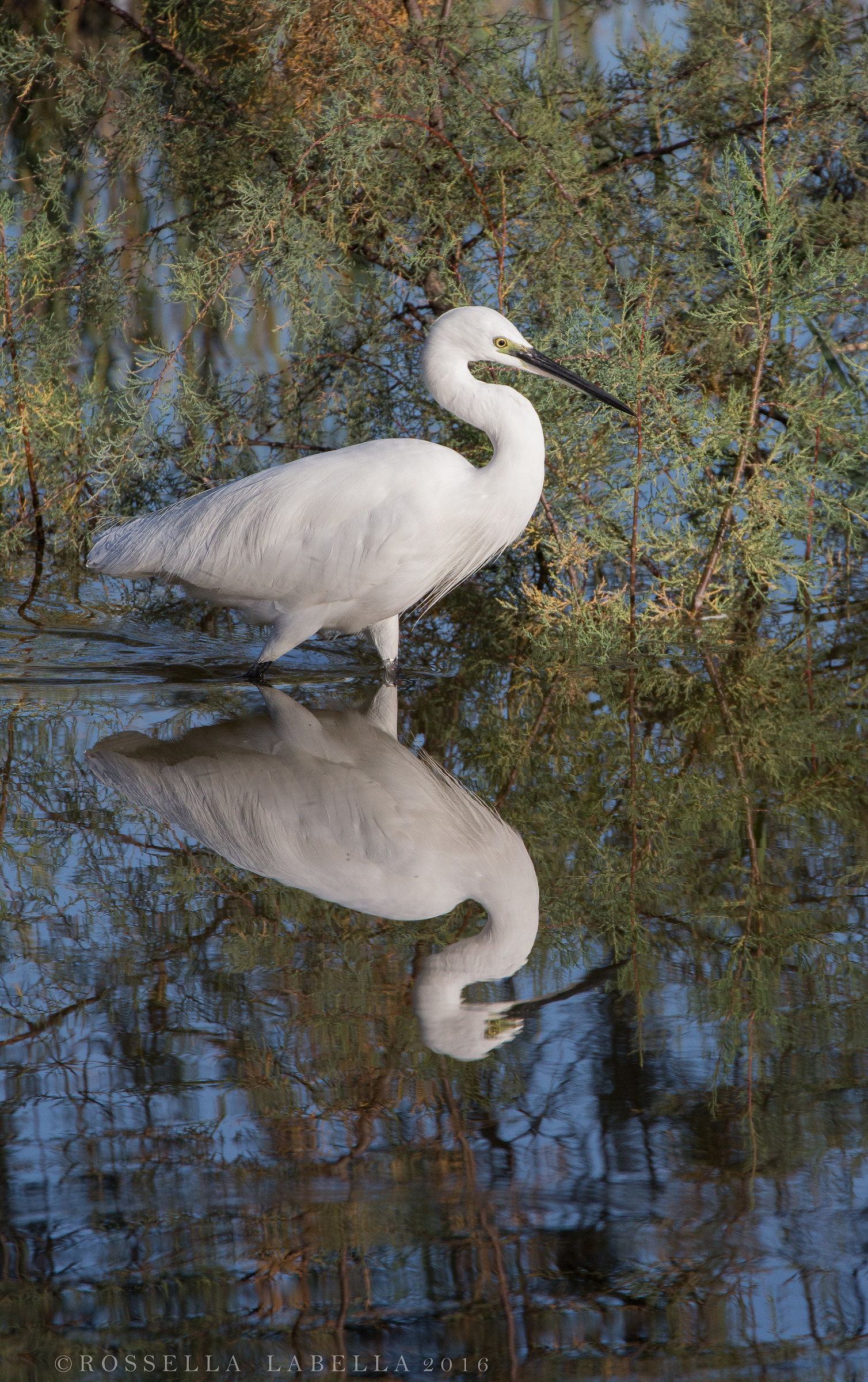 Egretta garzetta
