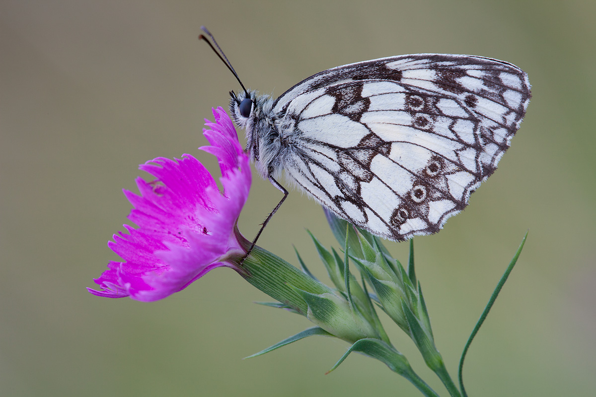 Melanargia galathea