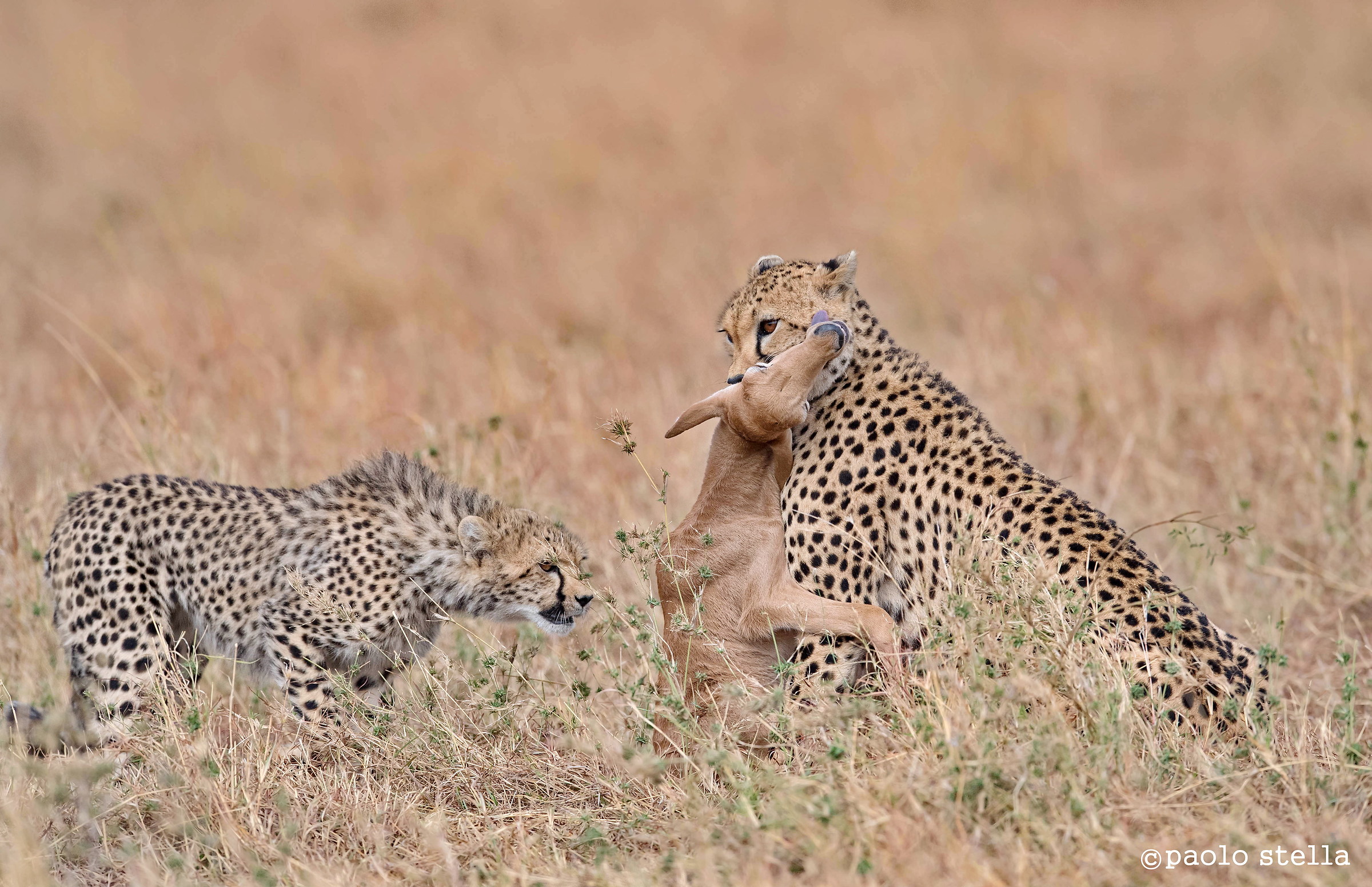 in volo per la vita-3