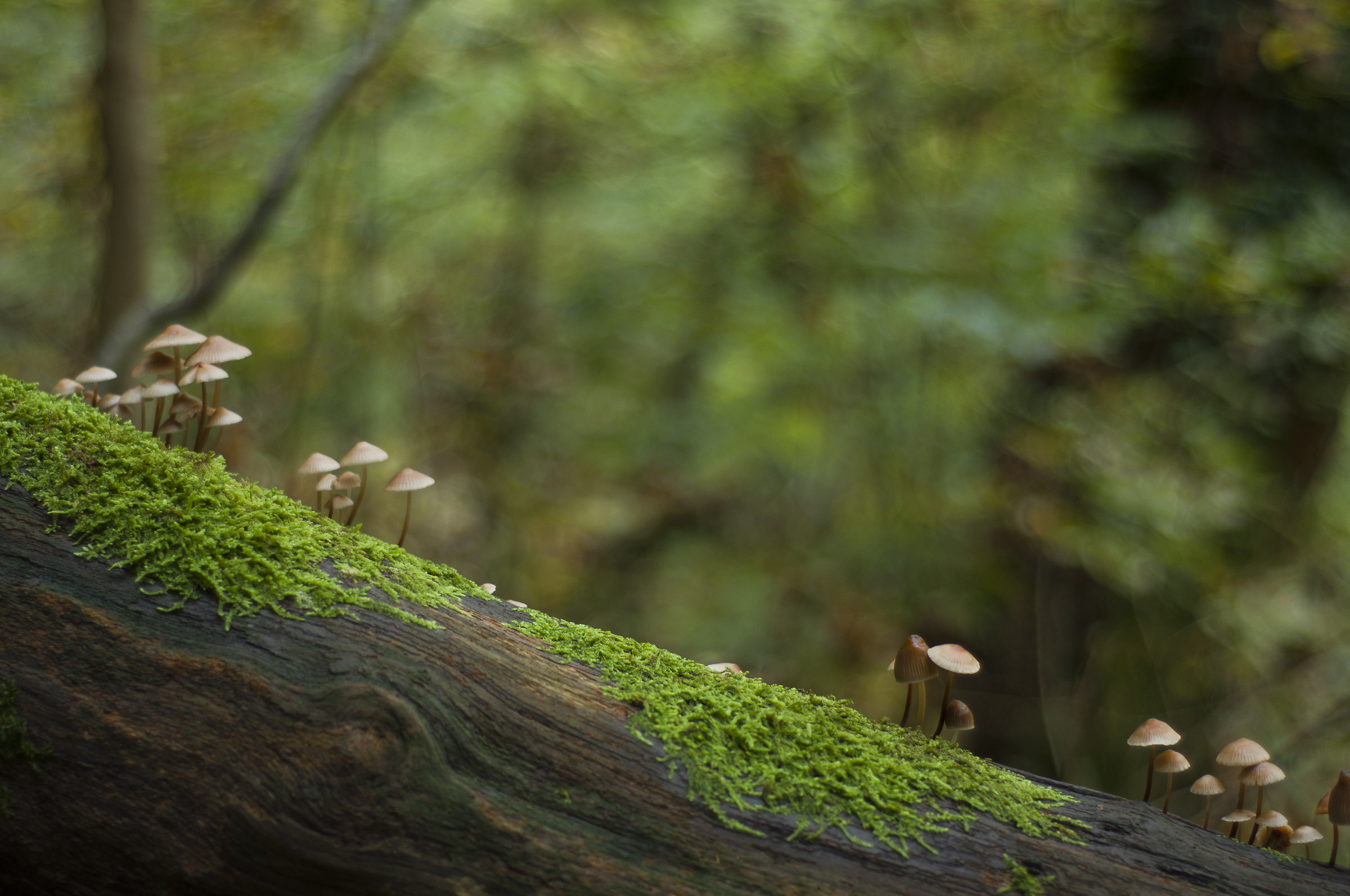 Philoctetes Funghetti