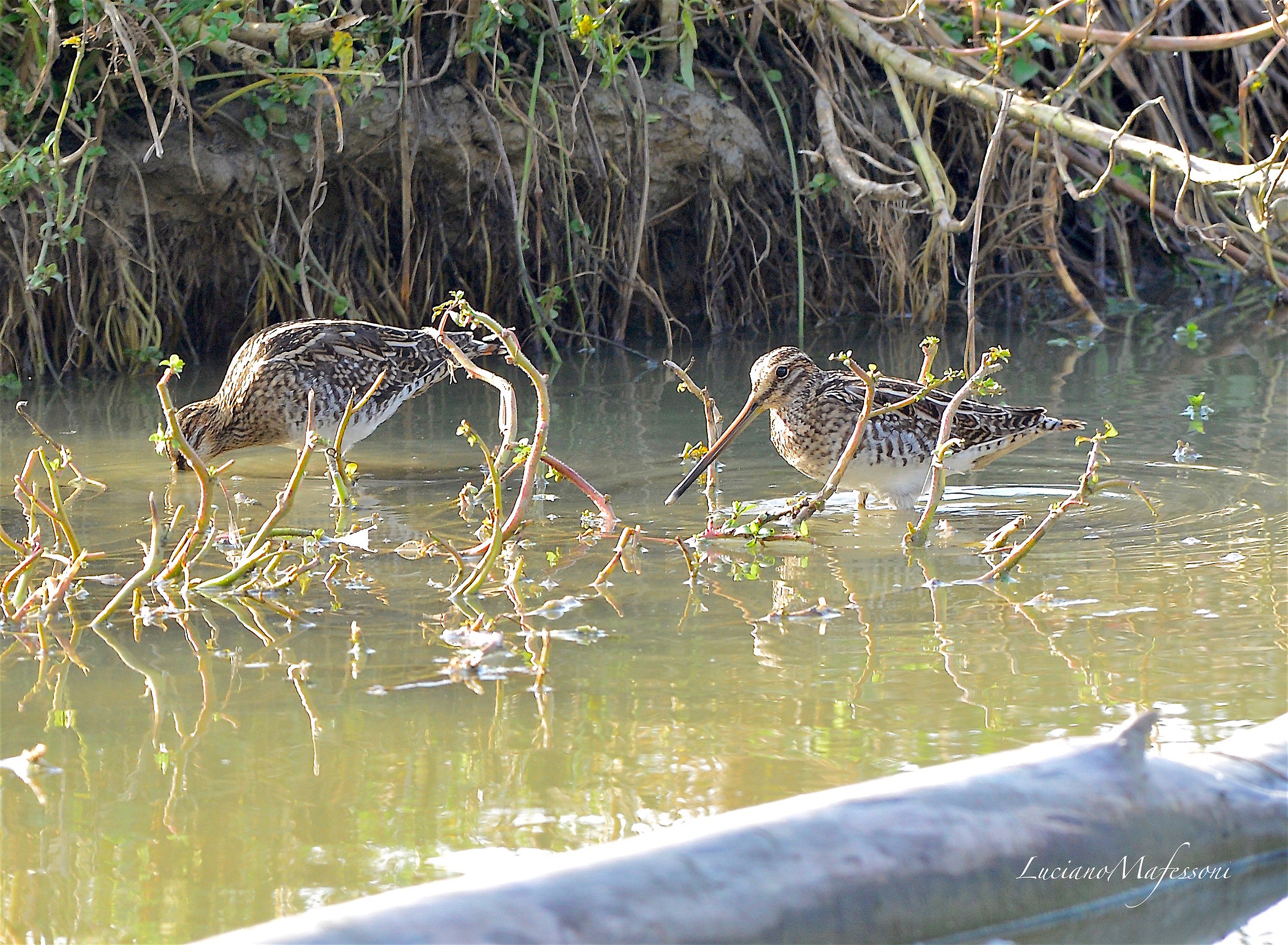 beccaccini  il  pranzo