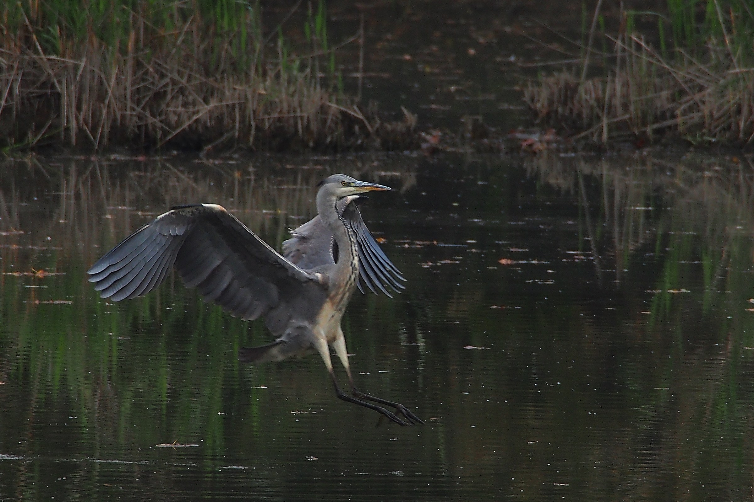 the Heron Landing