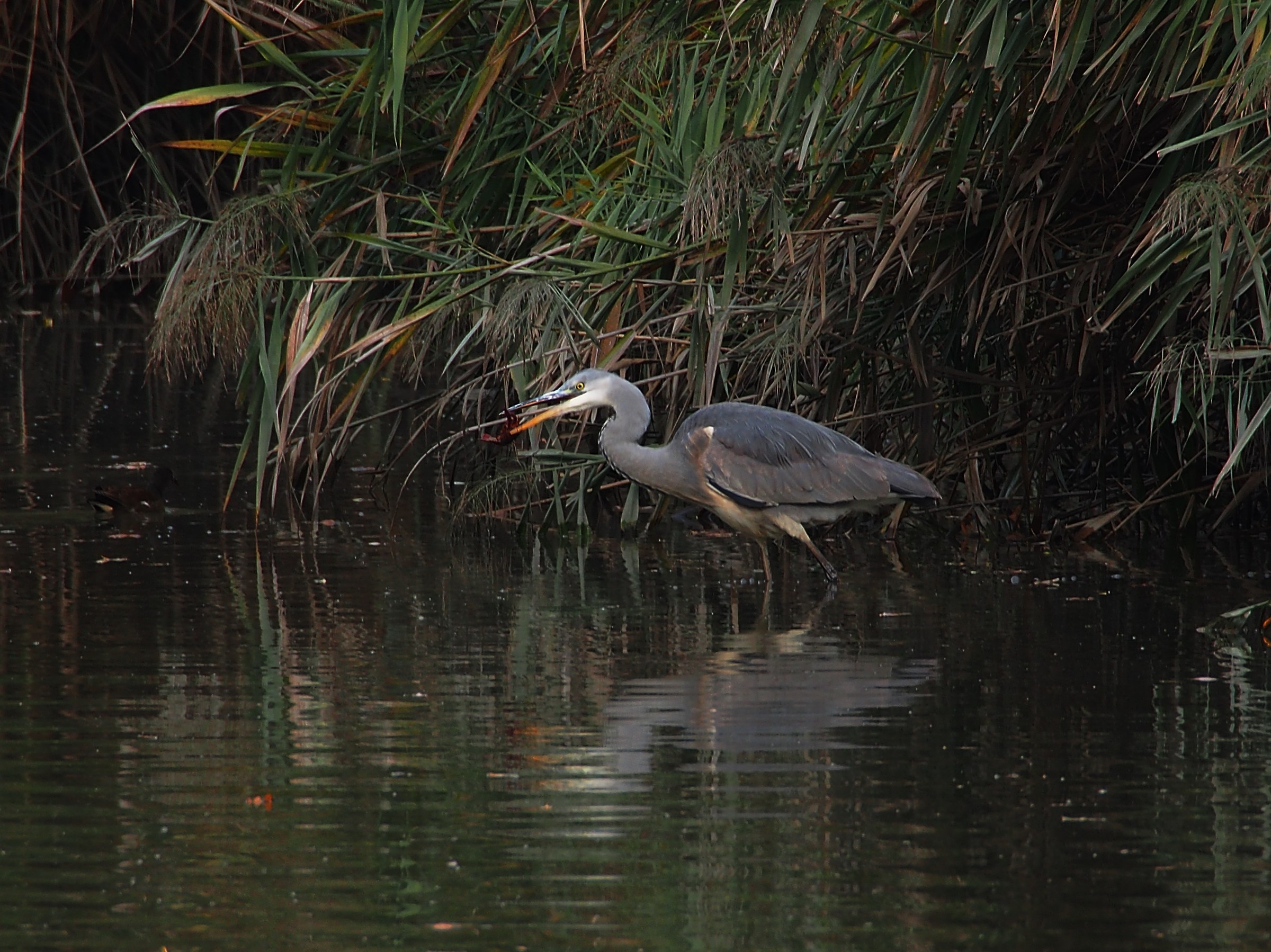 Heron with shrimp