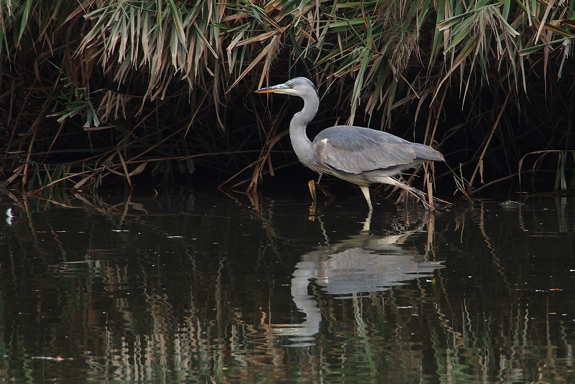 Heron in the reeds