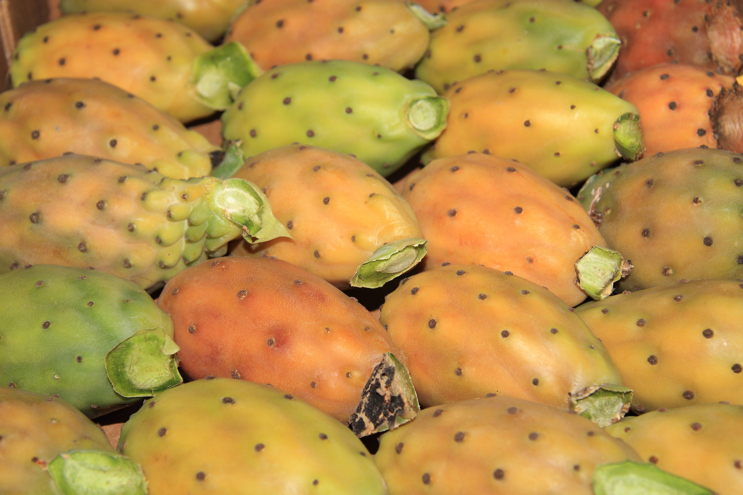 Opuntia ficus-indica of Sicily