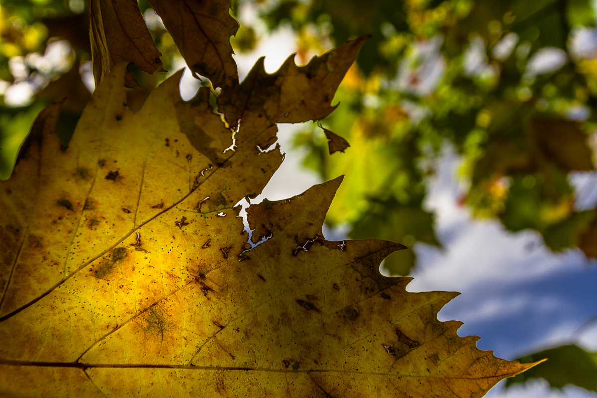 Autumn