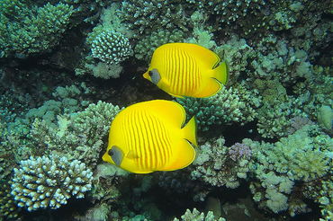 Chaetodon semilarvatus