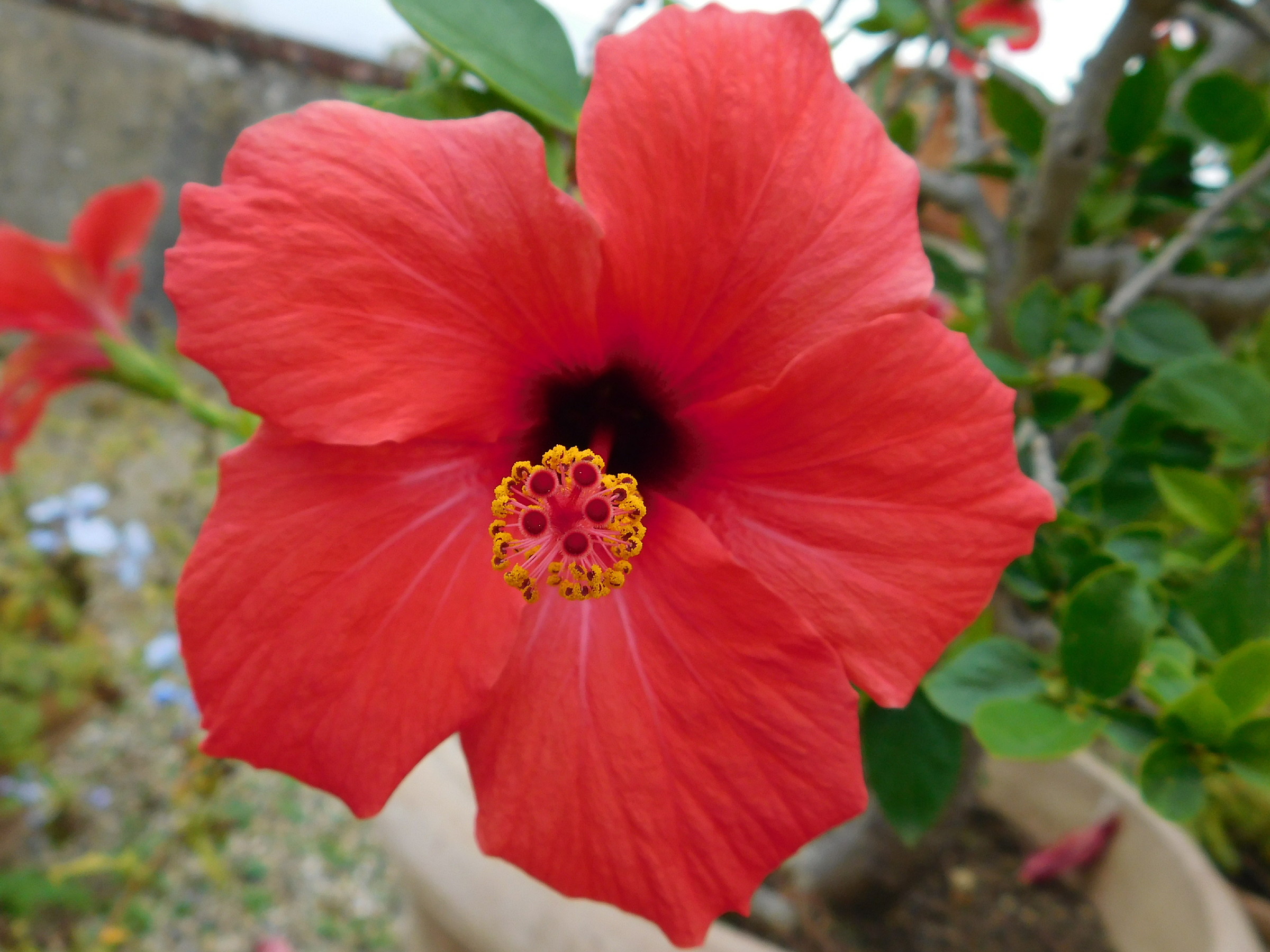 Hibiscus