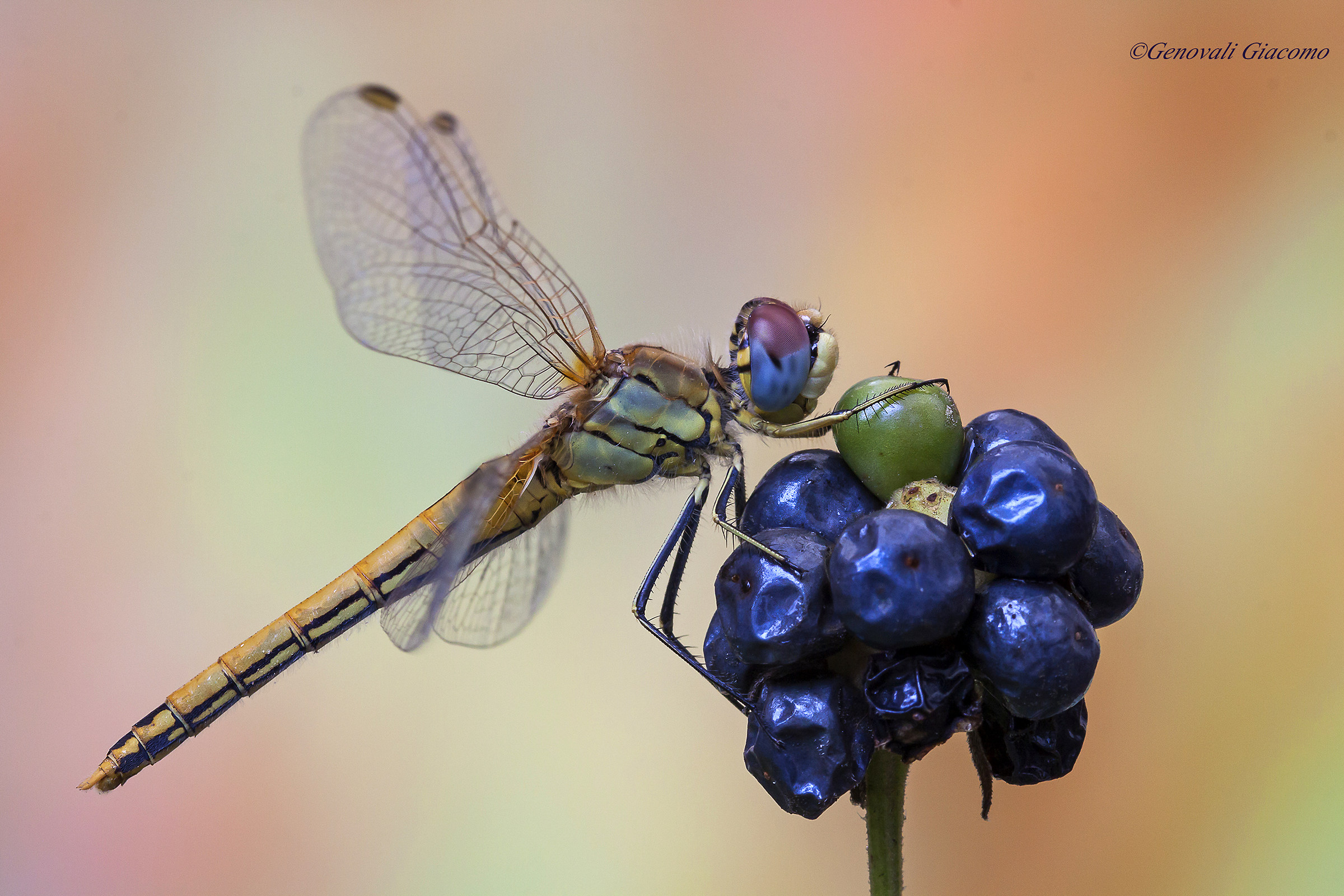 dragonfly