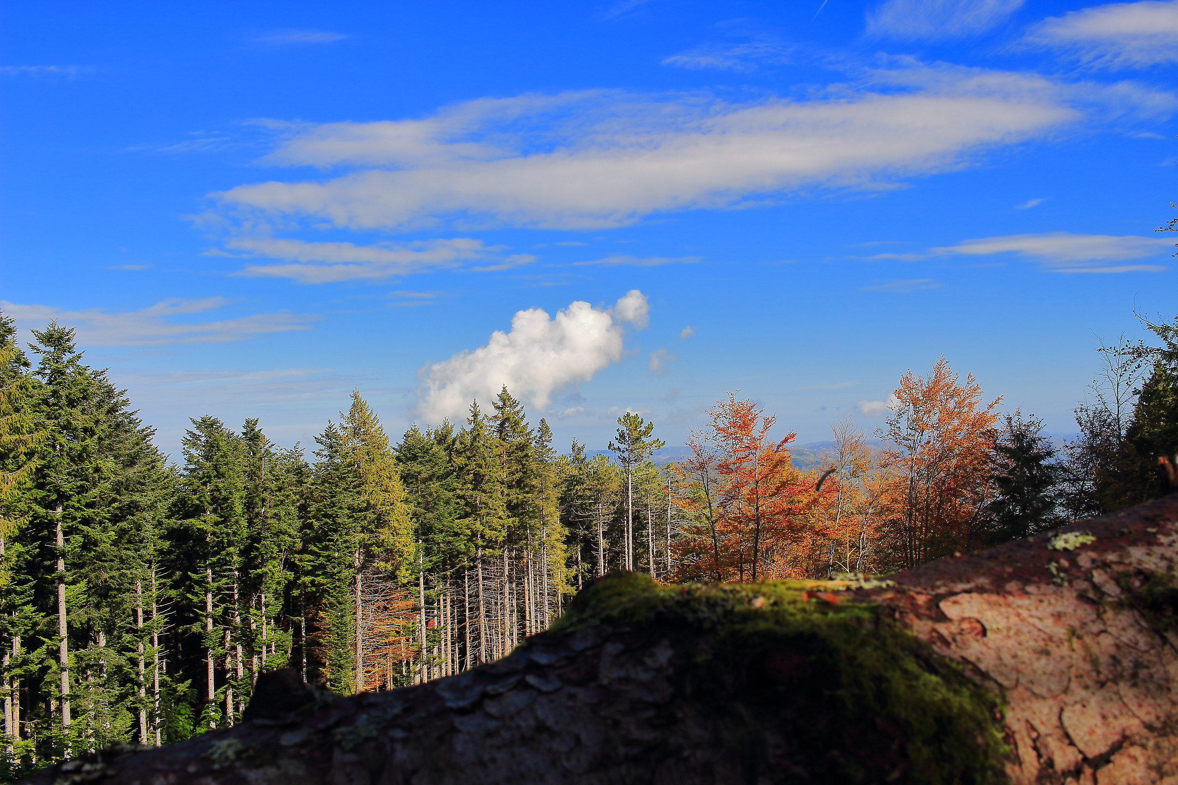 Fir forest in autumn