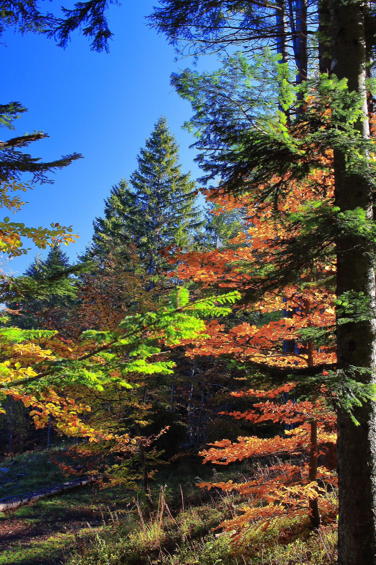 The colors of the forest