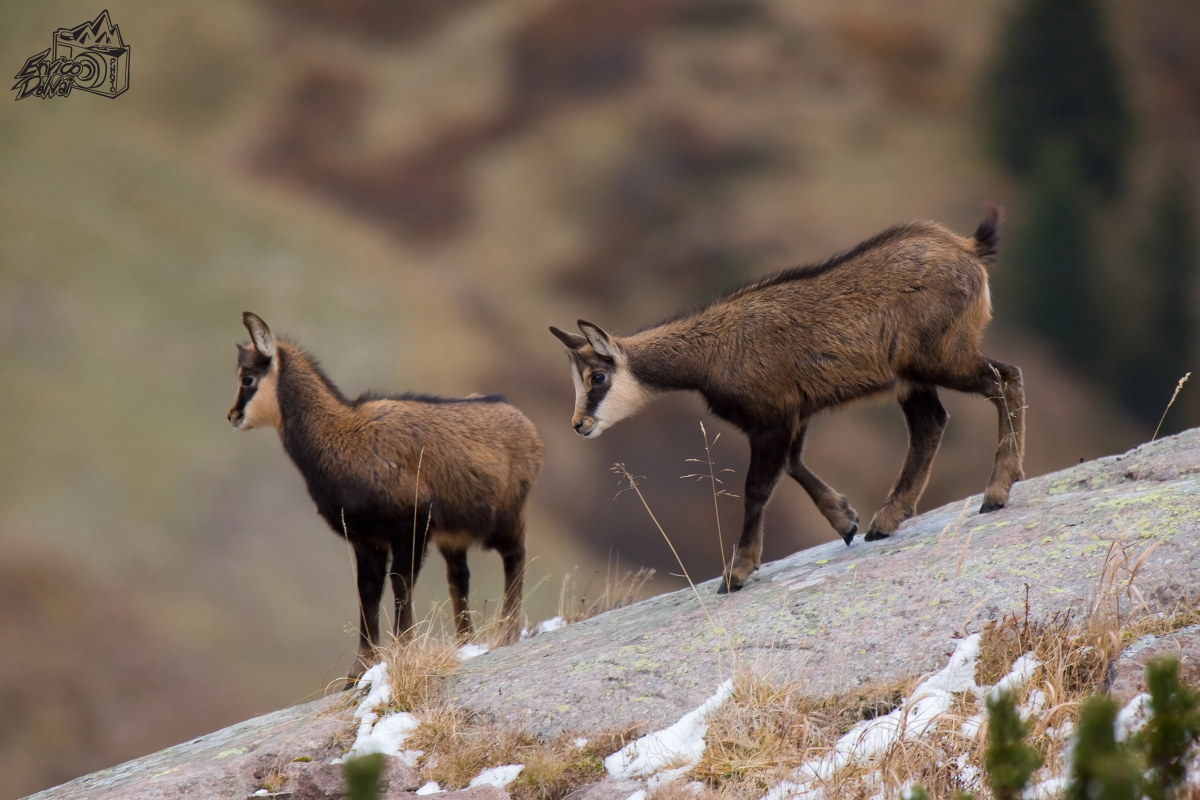 Due piccoli a spasso...