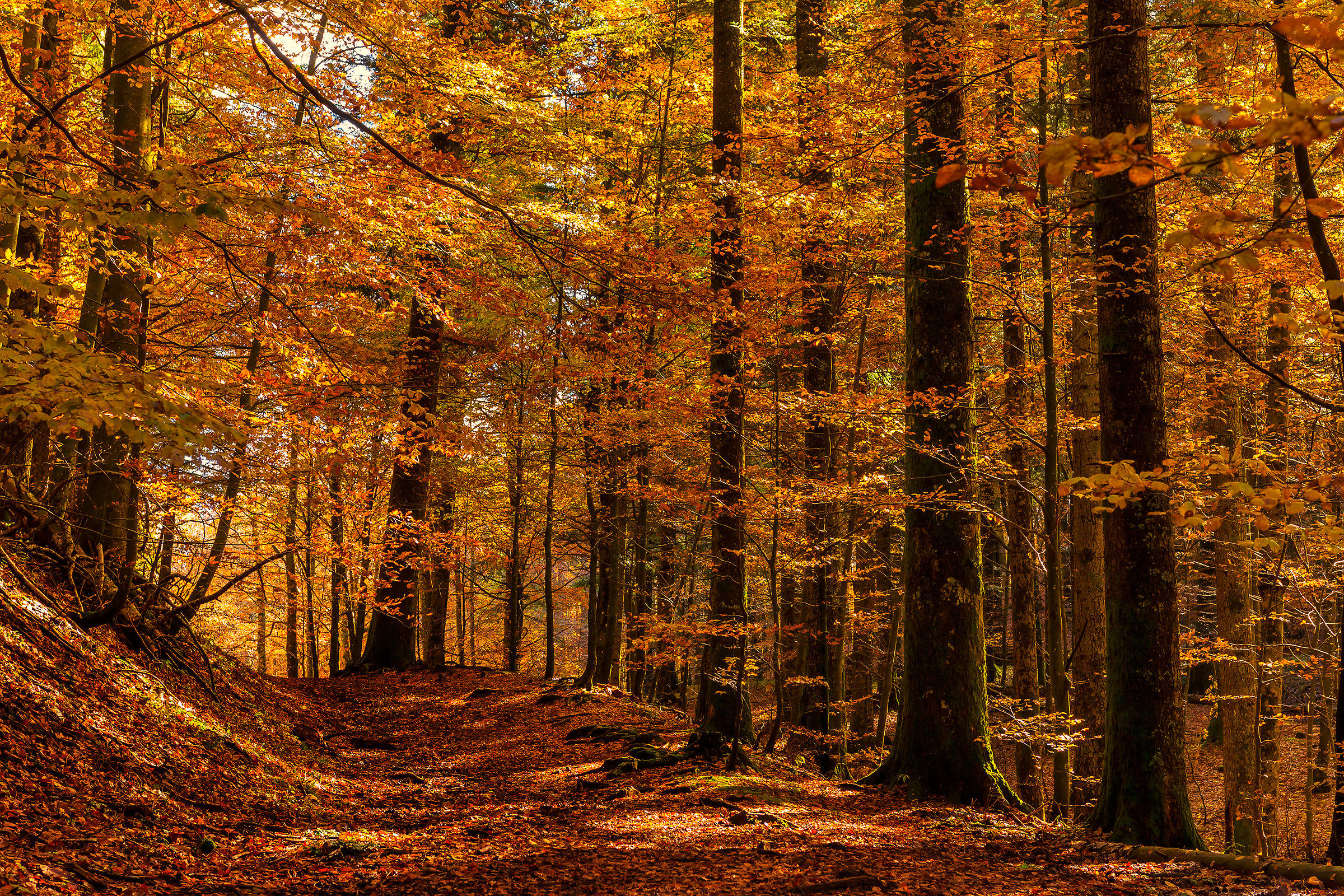 Autumn in the Casentino