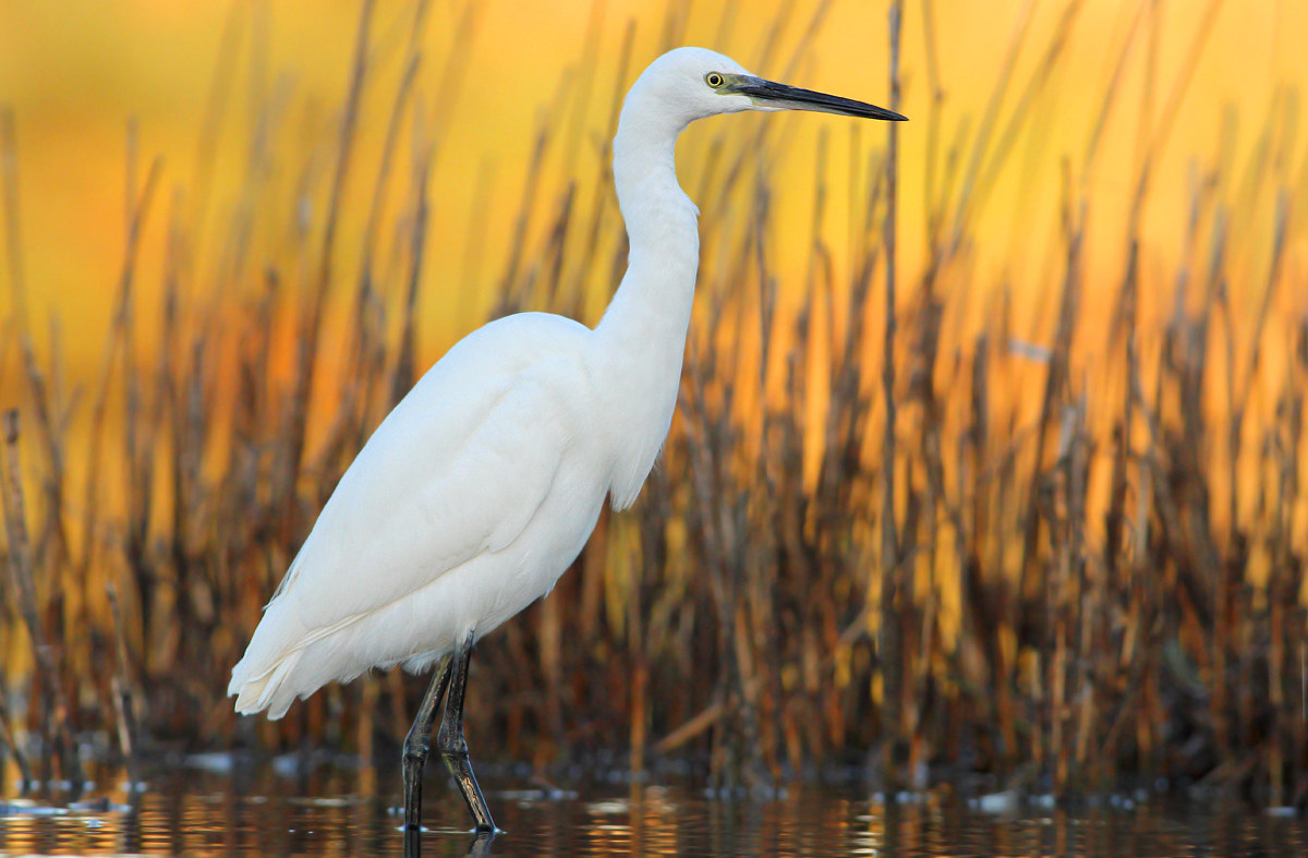 egret