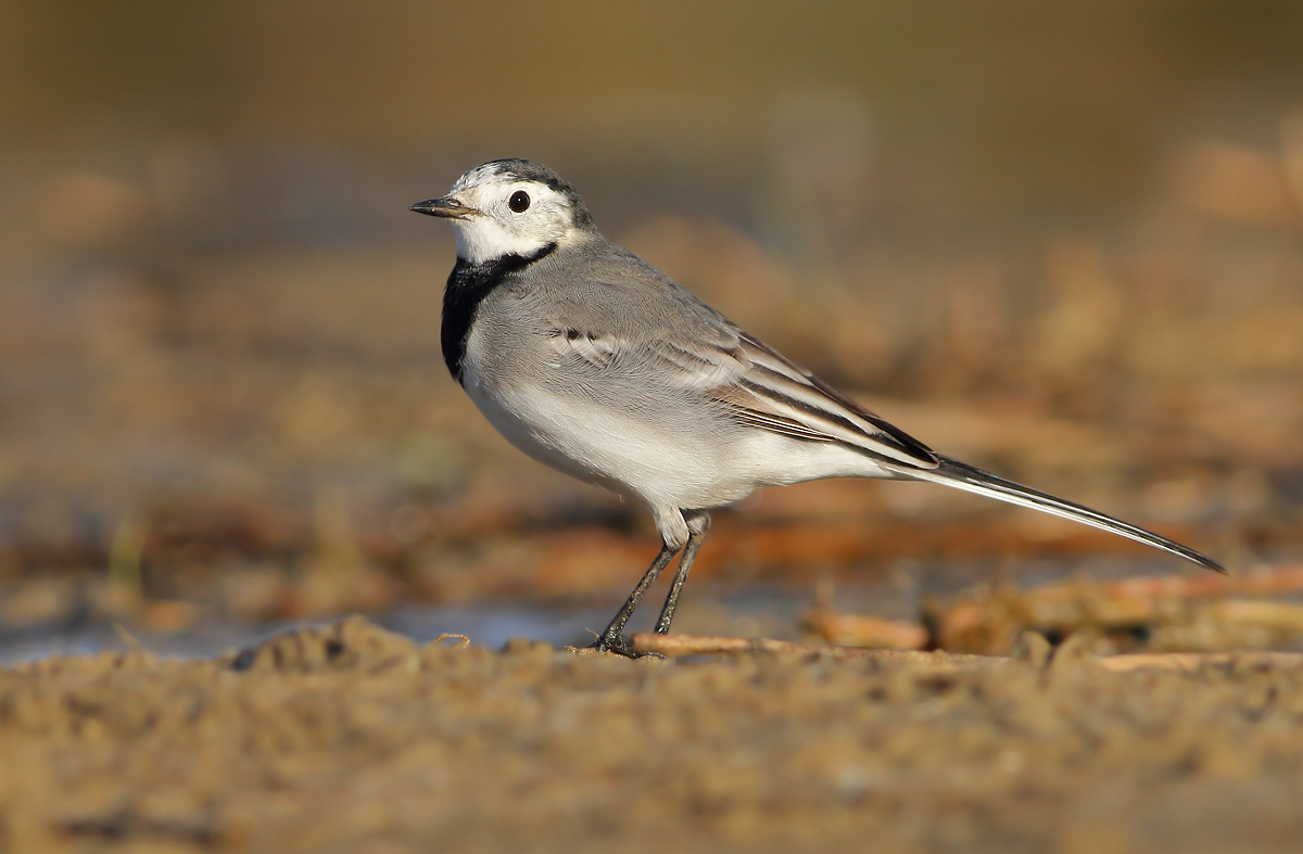 white Wagtail