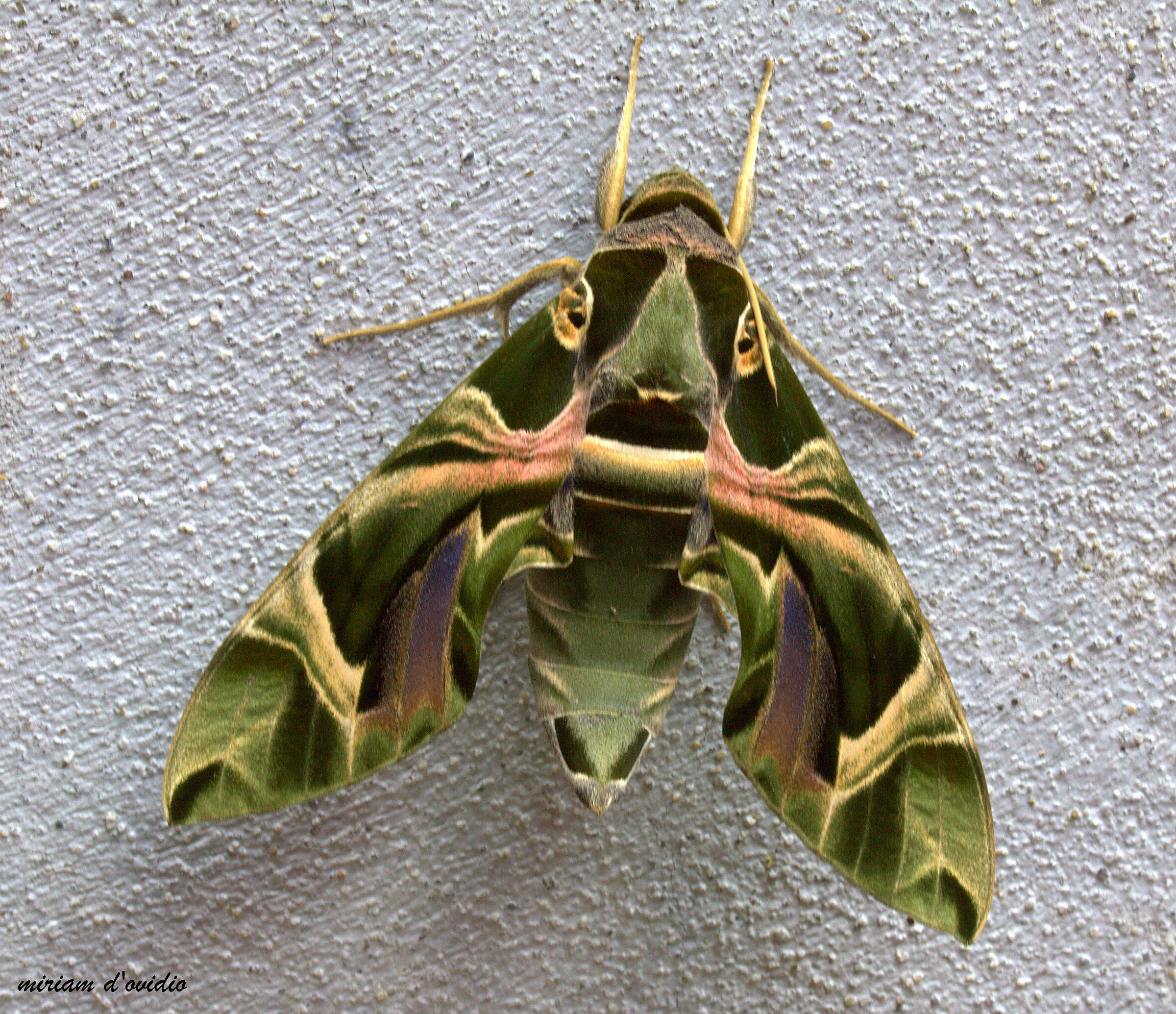 Sfinge dell'oleandro Daphnis nerii