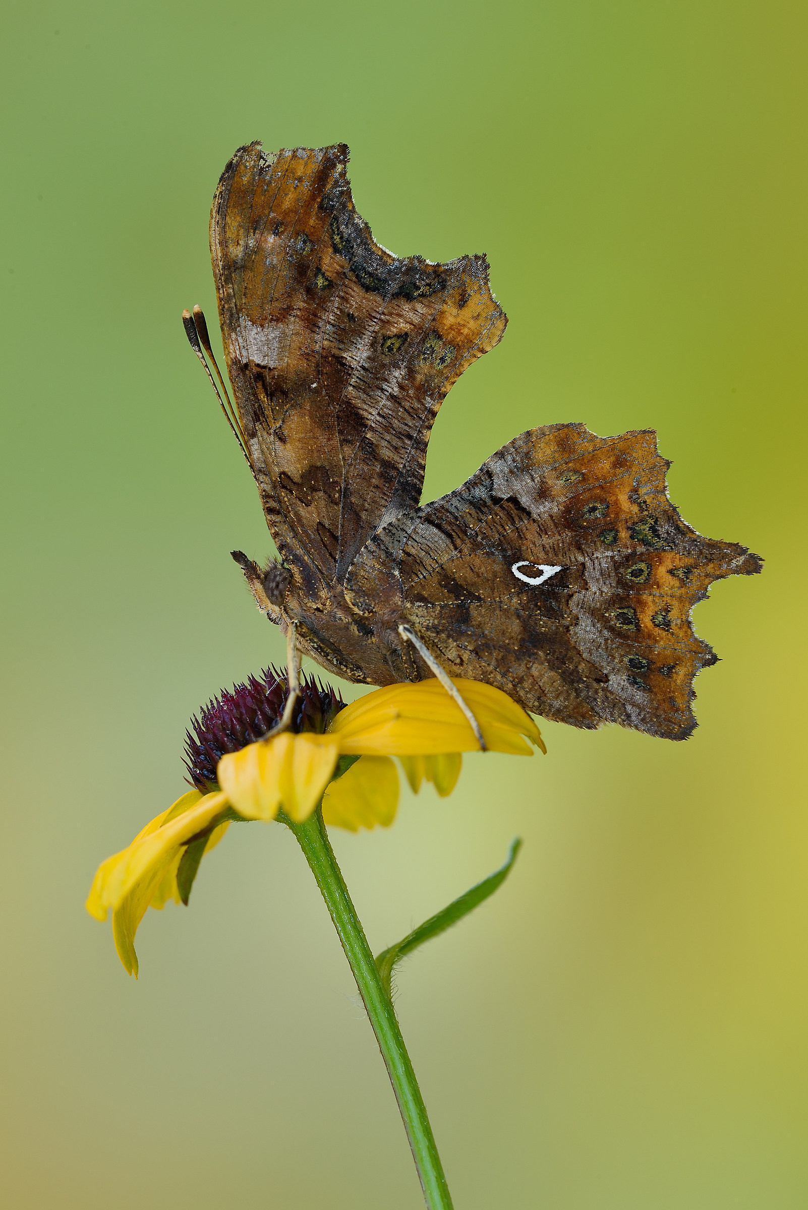 polygonia