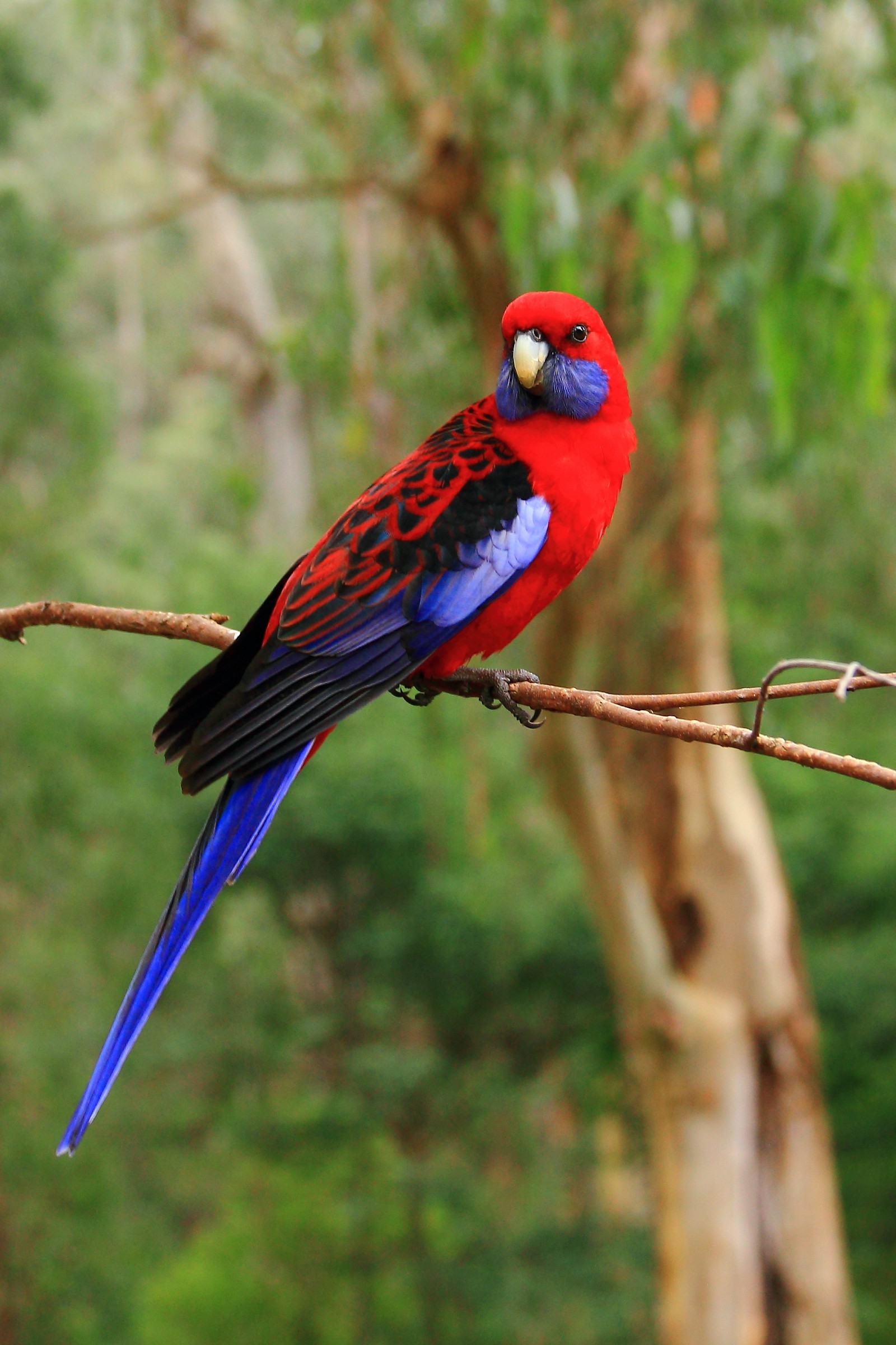 Crimson Rosella