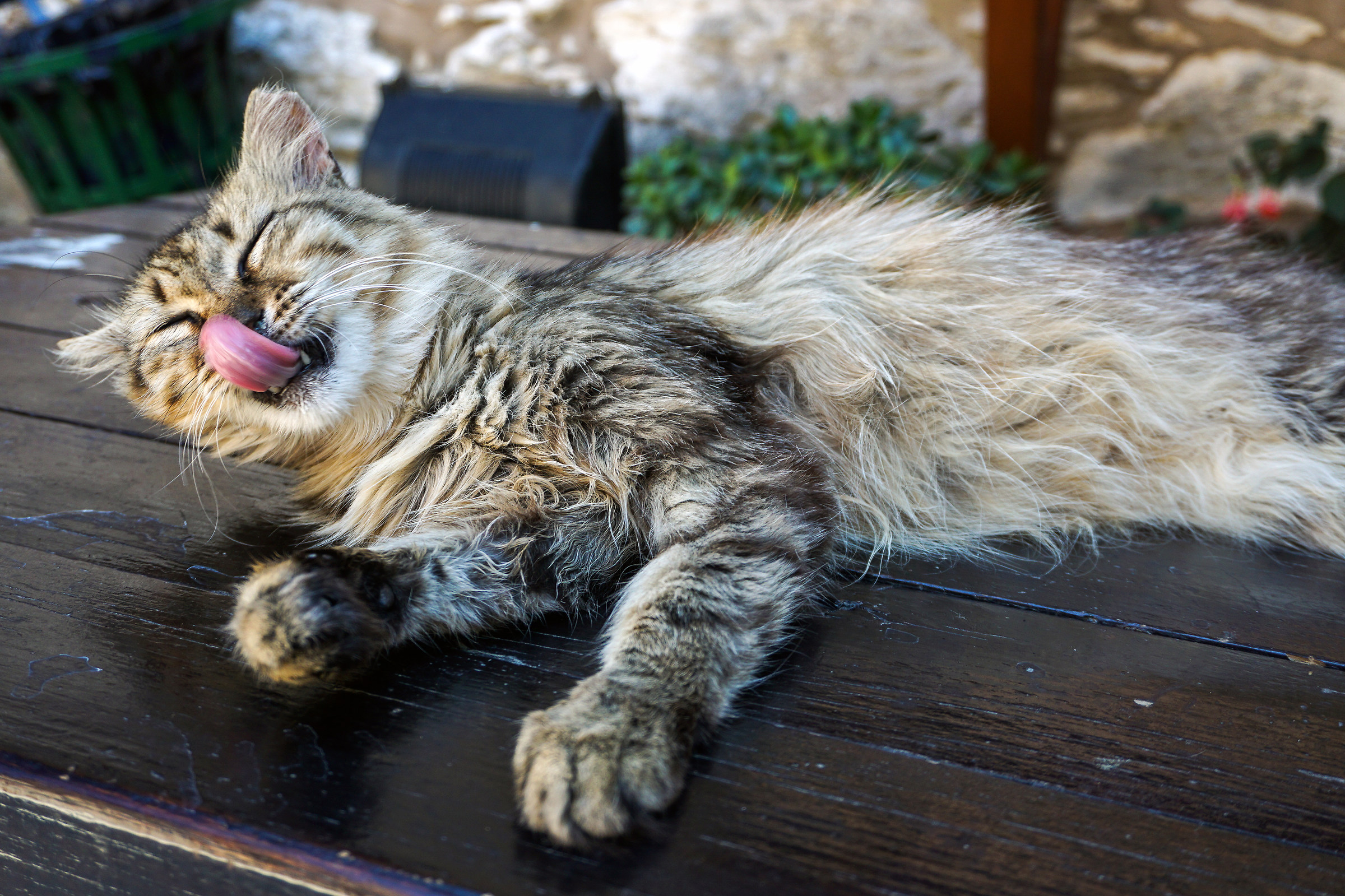 greek cat in the monastery of Evagelistrias