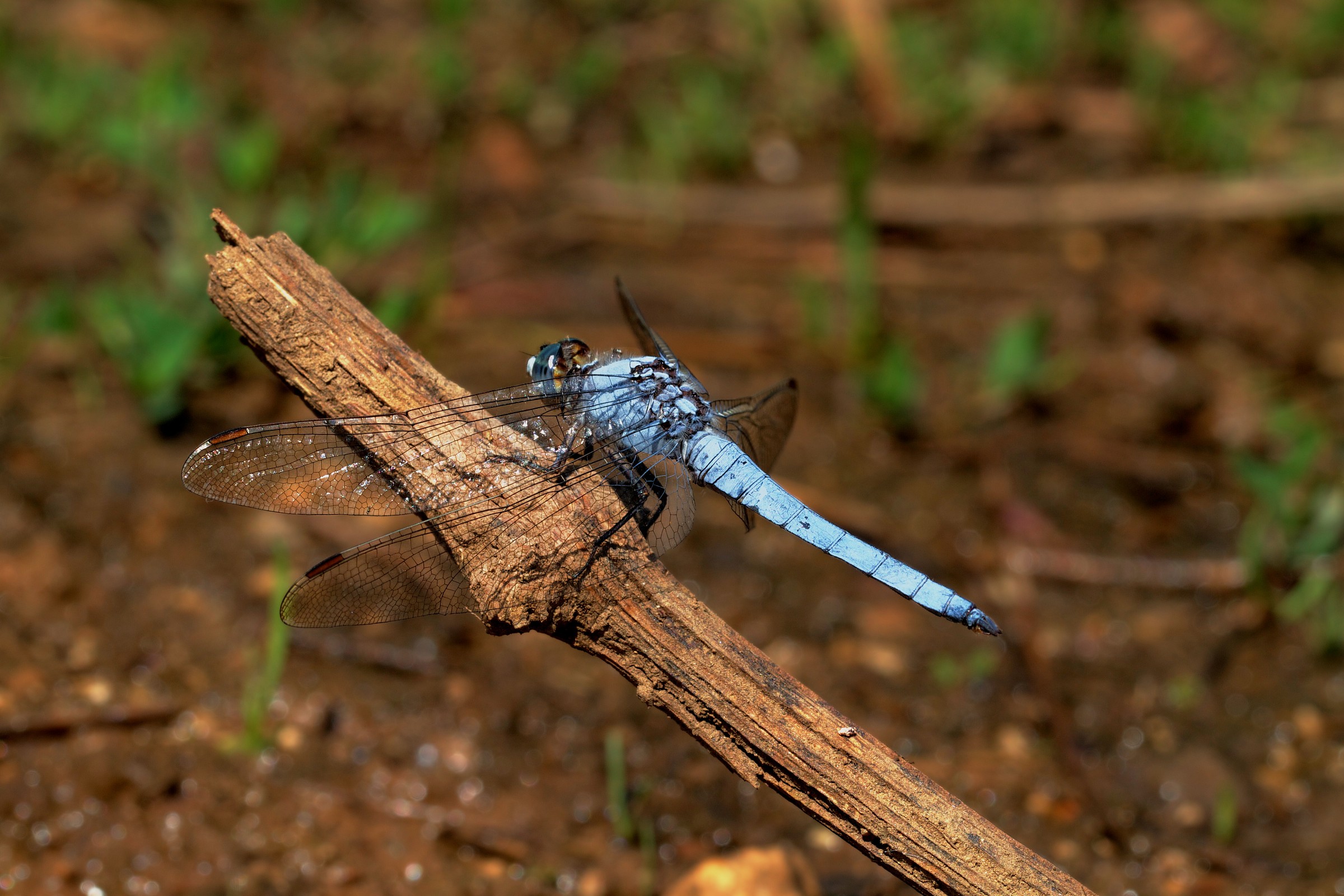 orthetrum coerulescen