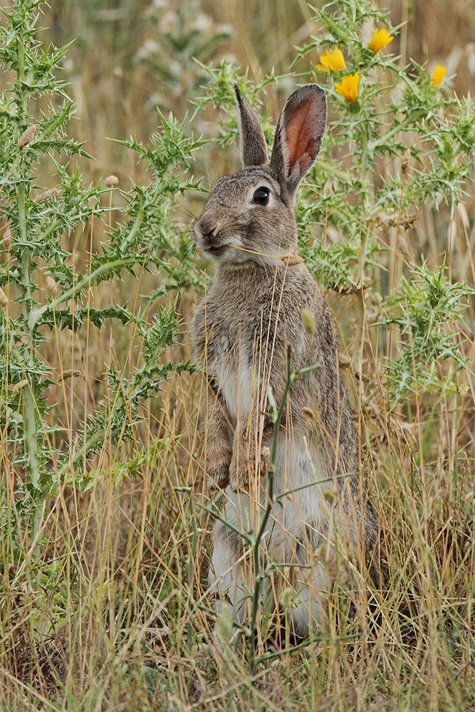 Common rabbit Oryctolagus cuniculus