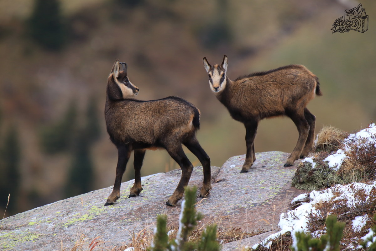 piccolo dell'anno e esemplare di due anni (jarling)