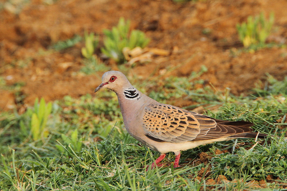 Turtle dove Streptopelia turtur