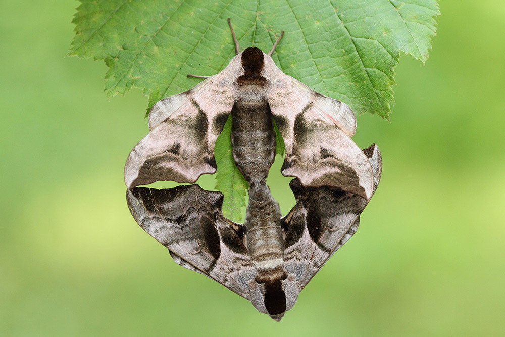 Poplar hawk-moth Laothoe populi mating
