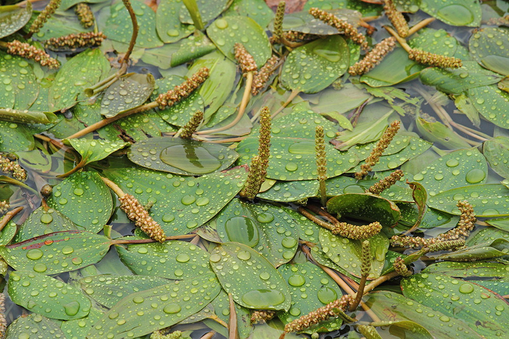 Broad-leaved pondweed Potamogeton natans