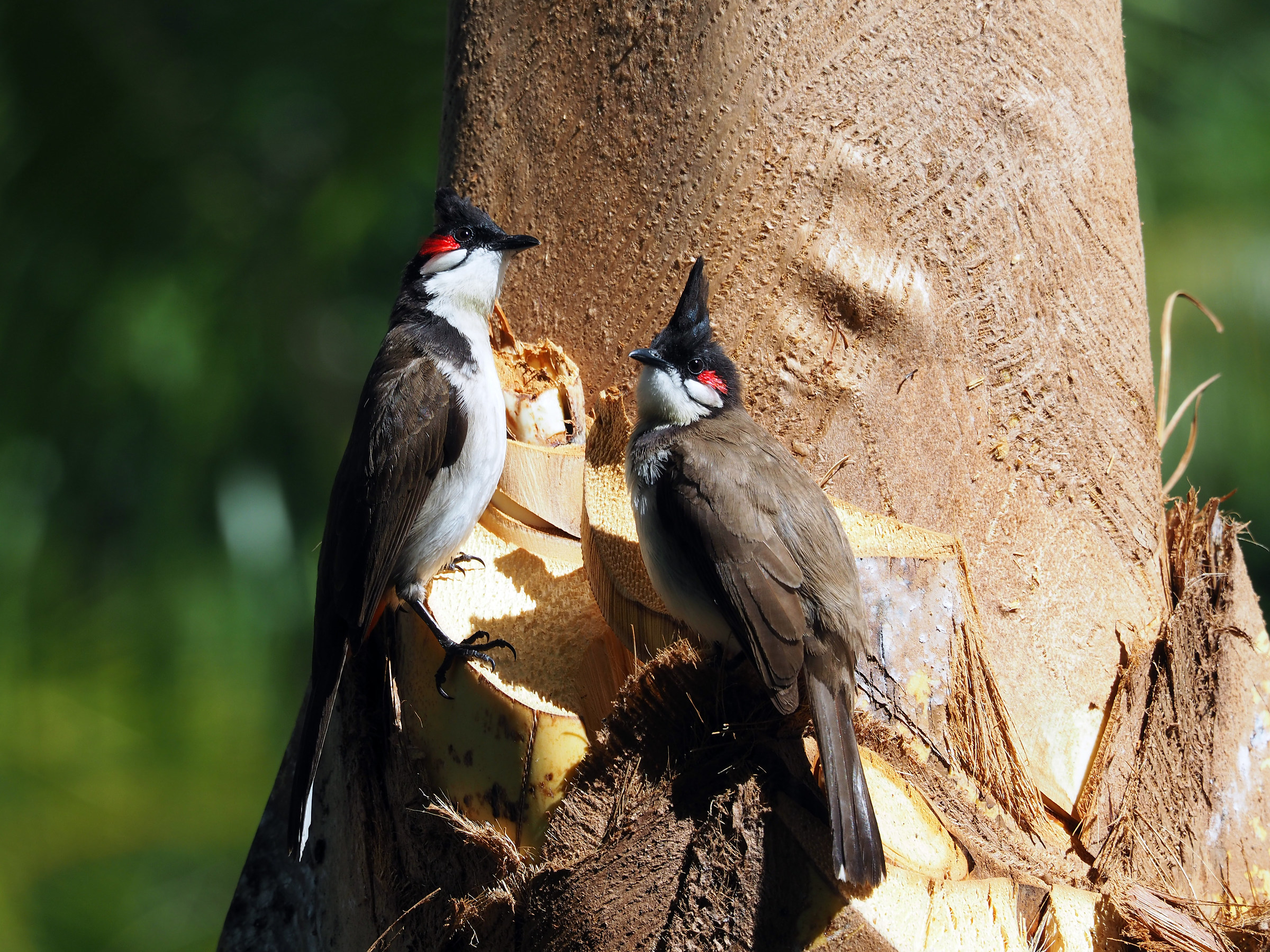 Bulbul couple