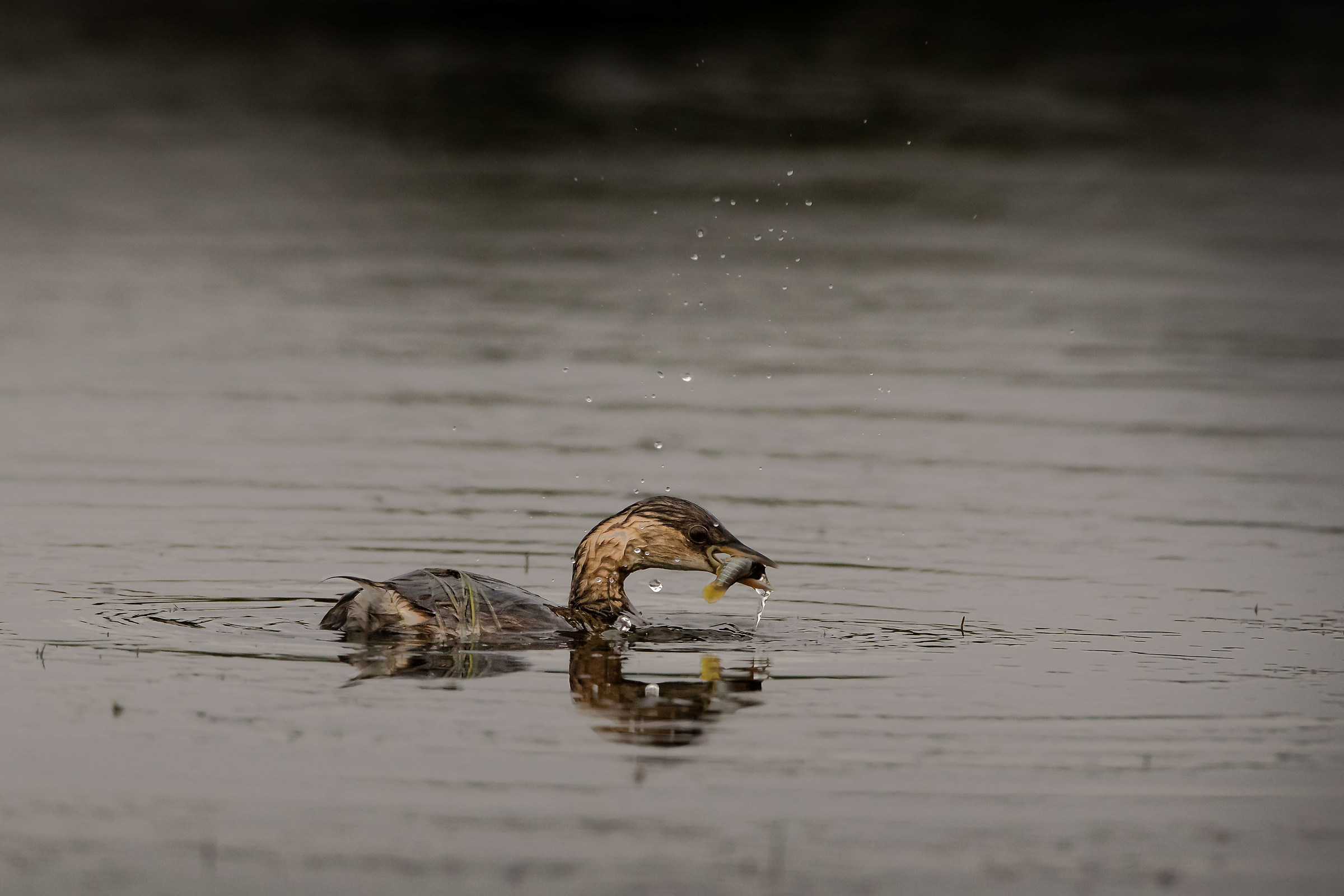greedy little grebe