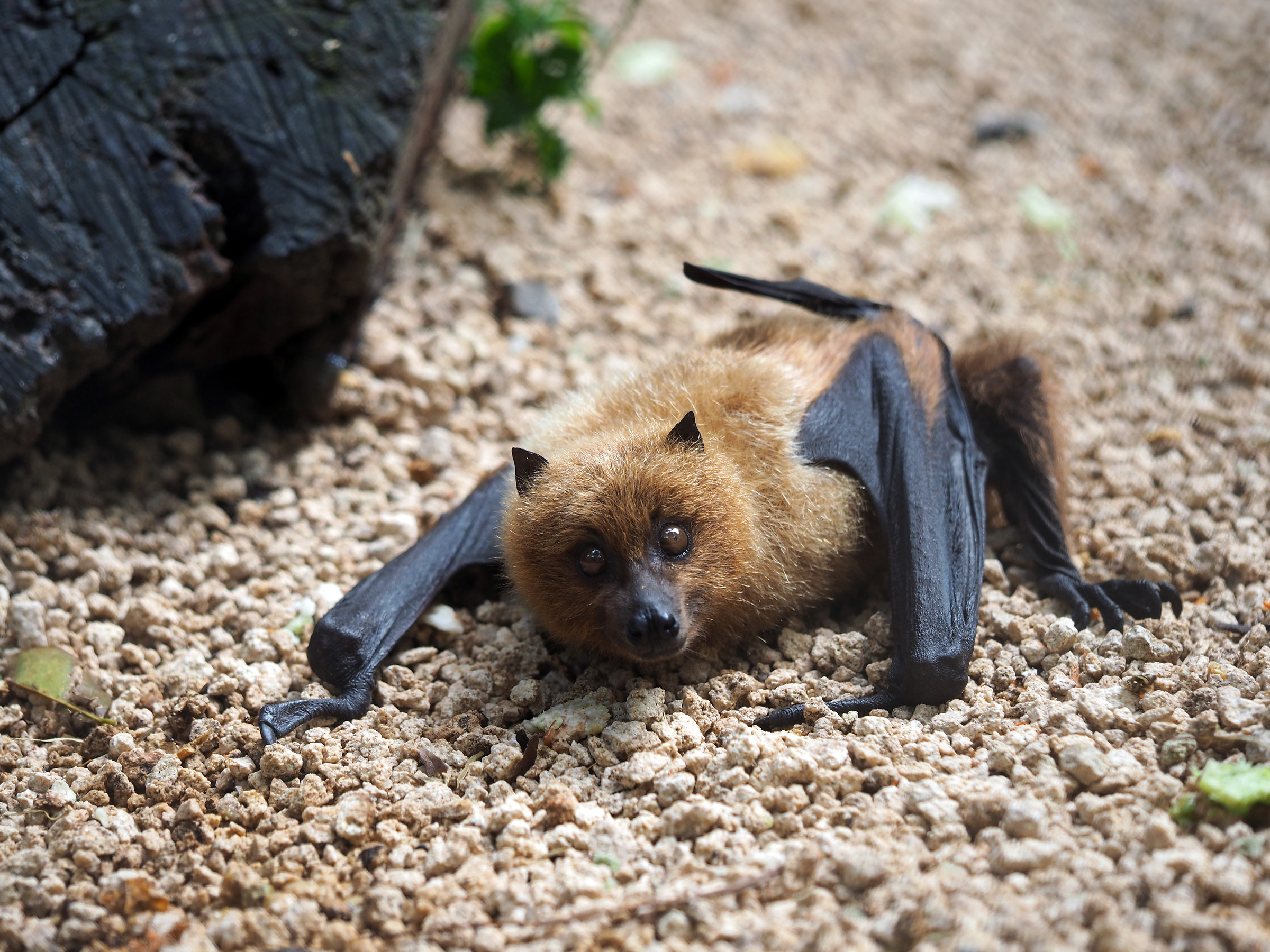 flying fox