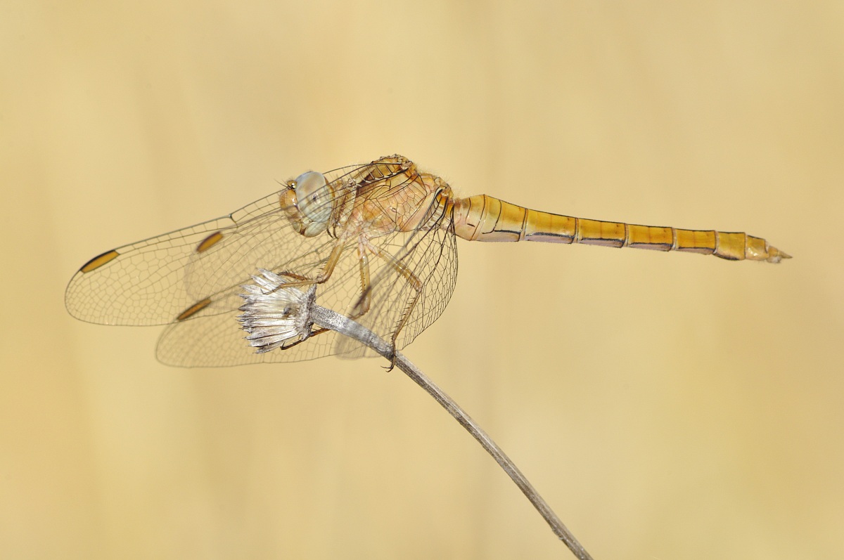 Orthetrum coerulescens anceps (Schneider, 1845) ? -