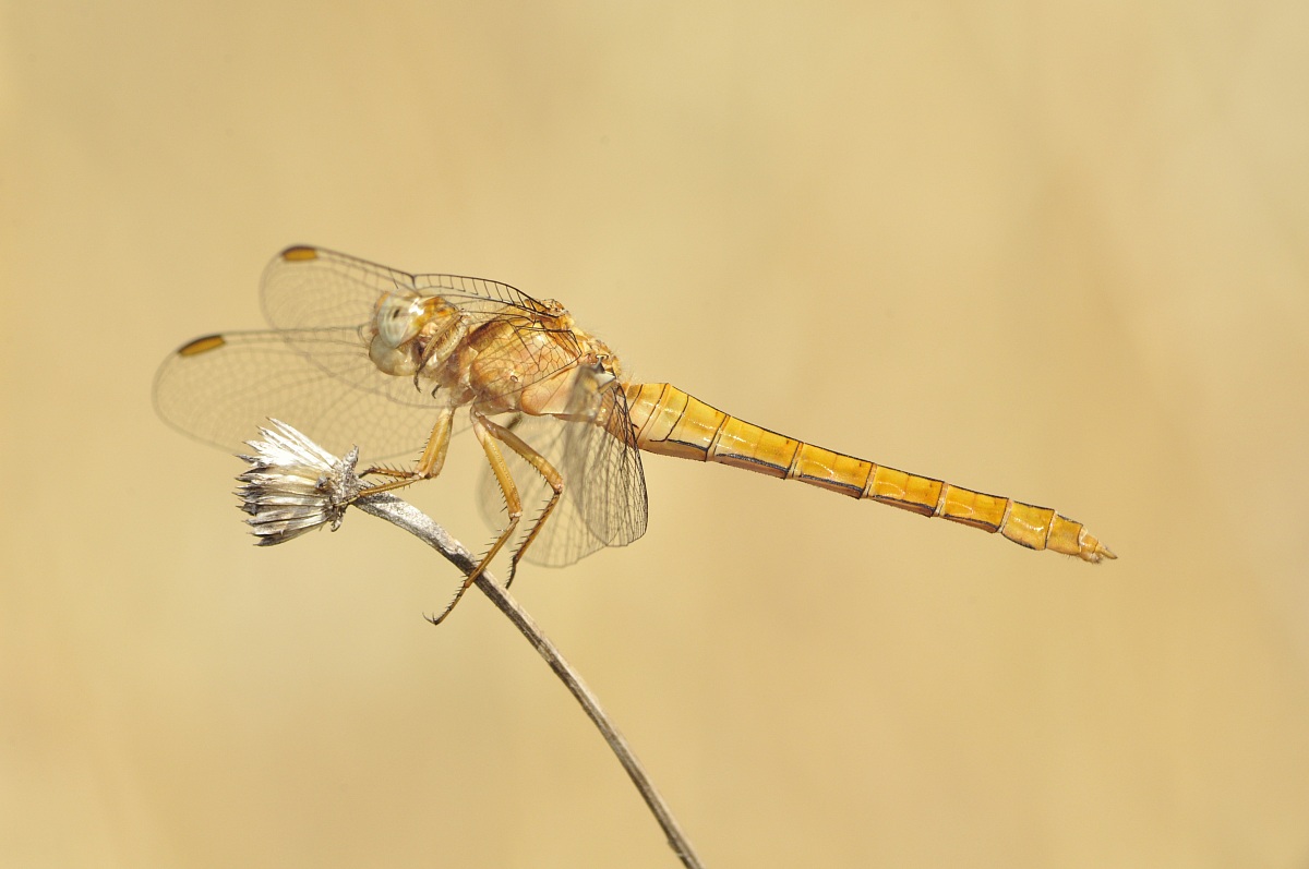 Orthetrum coerulescens anceps (Schneider, 1845) ? -