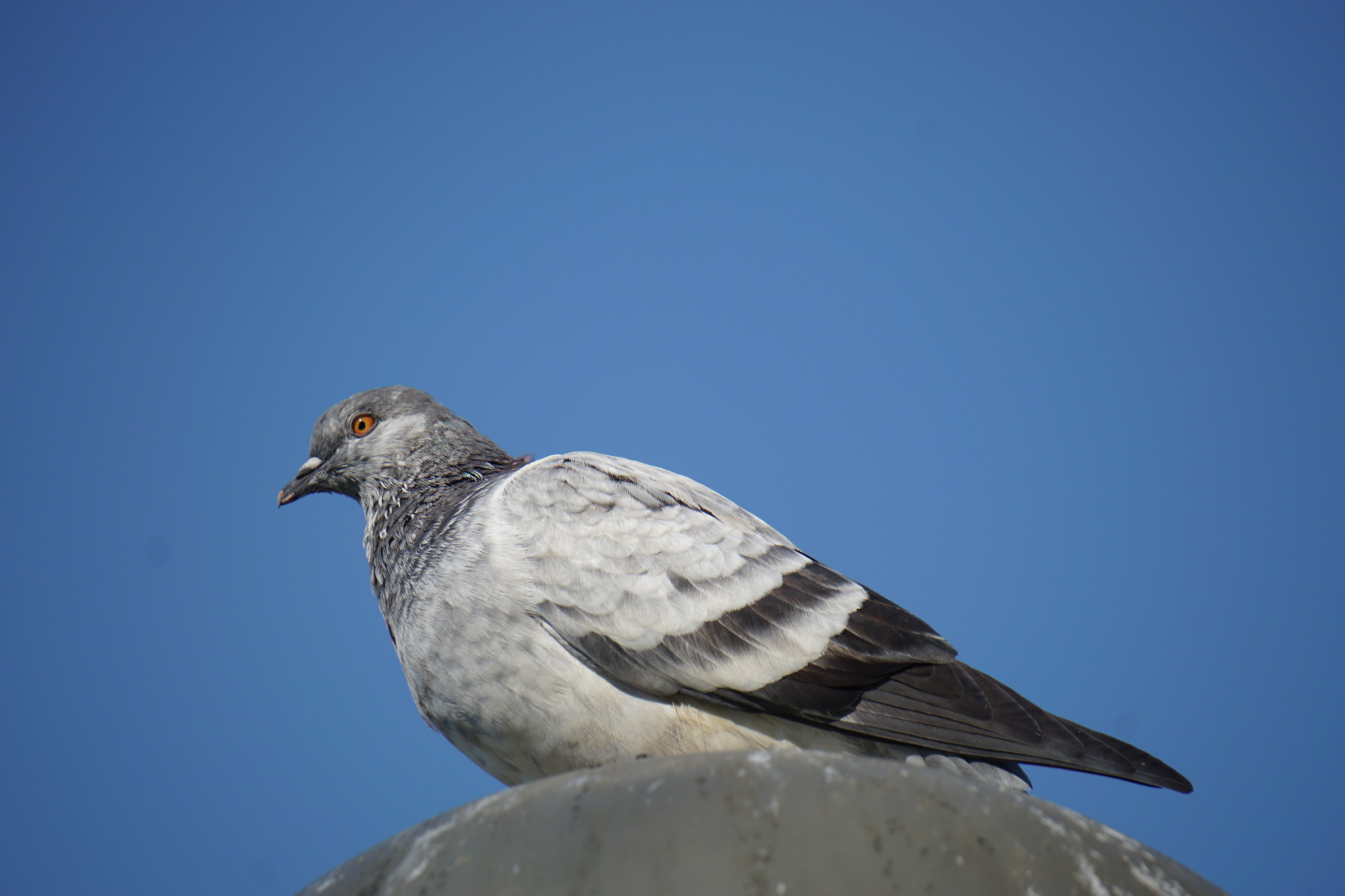 Il riposo del piccione...