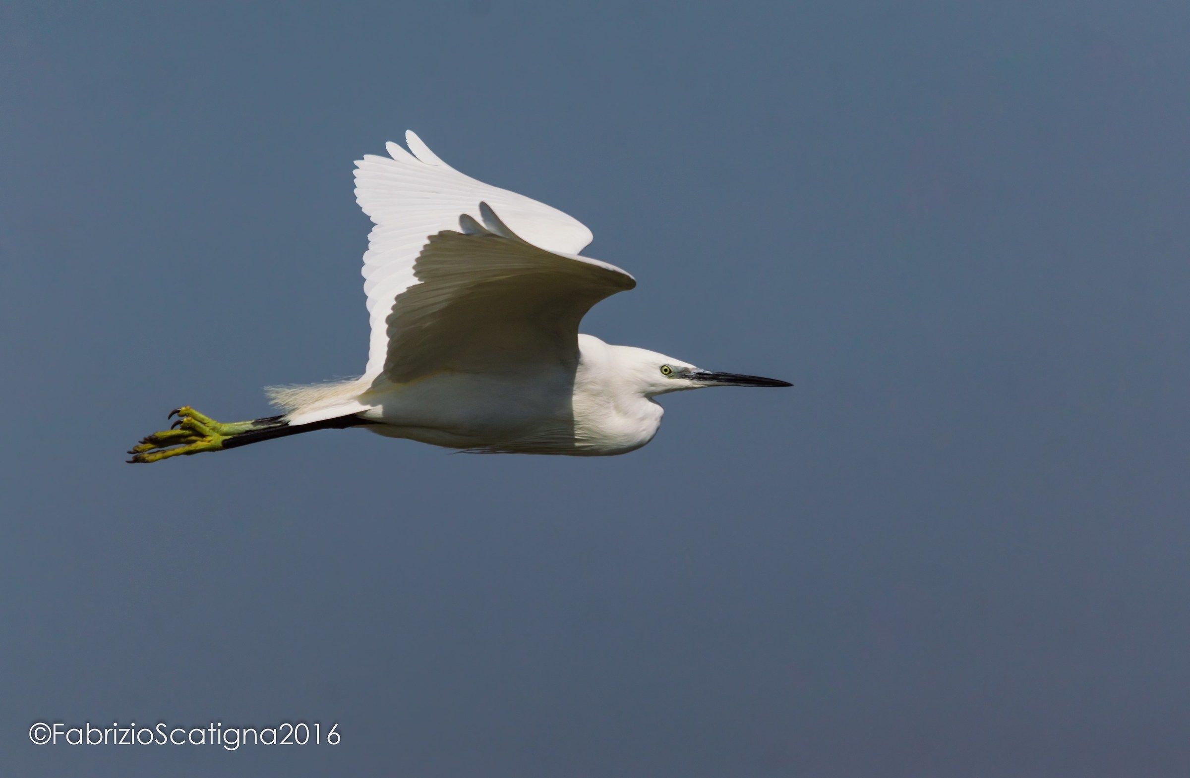 egret in flight