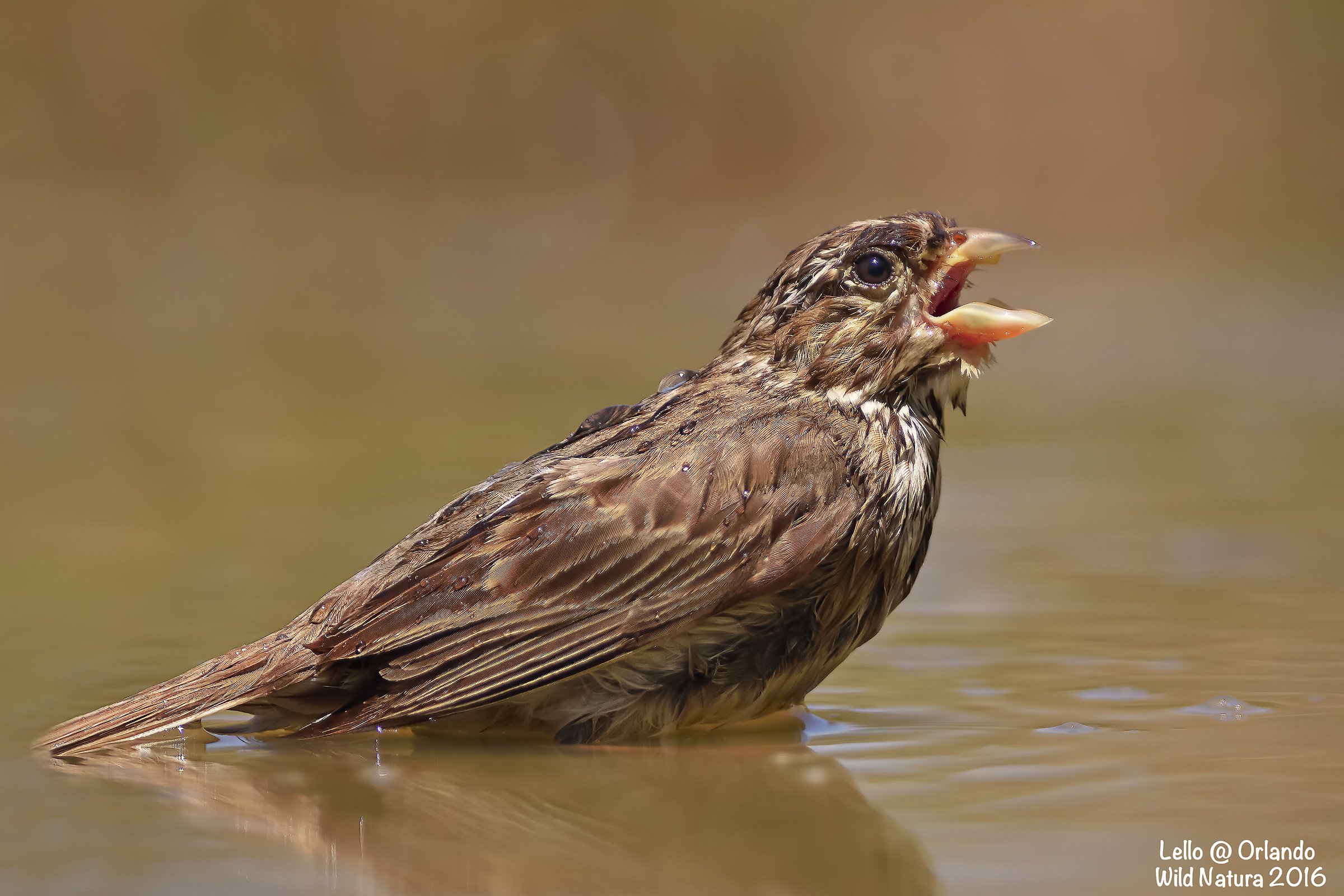 Strillozzo! Al Fresco