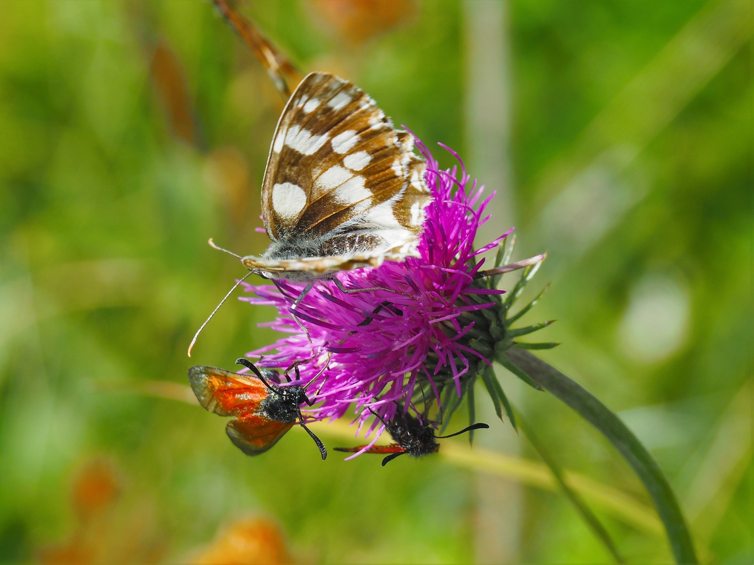 Fiore affollato