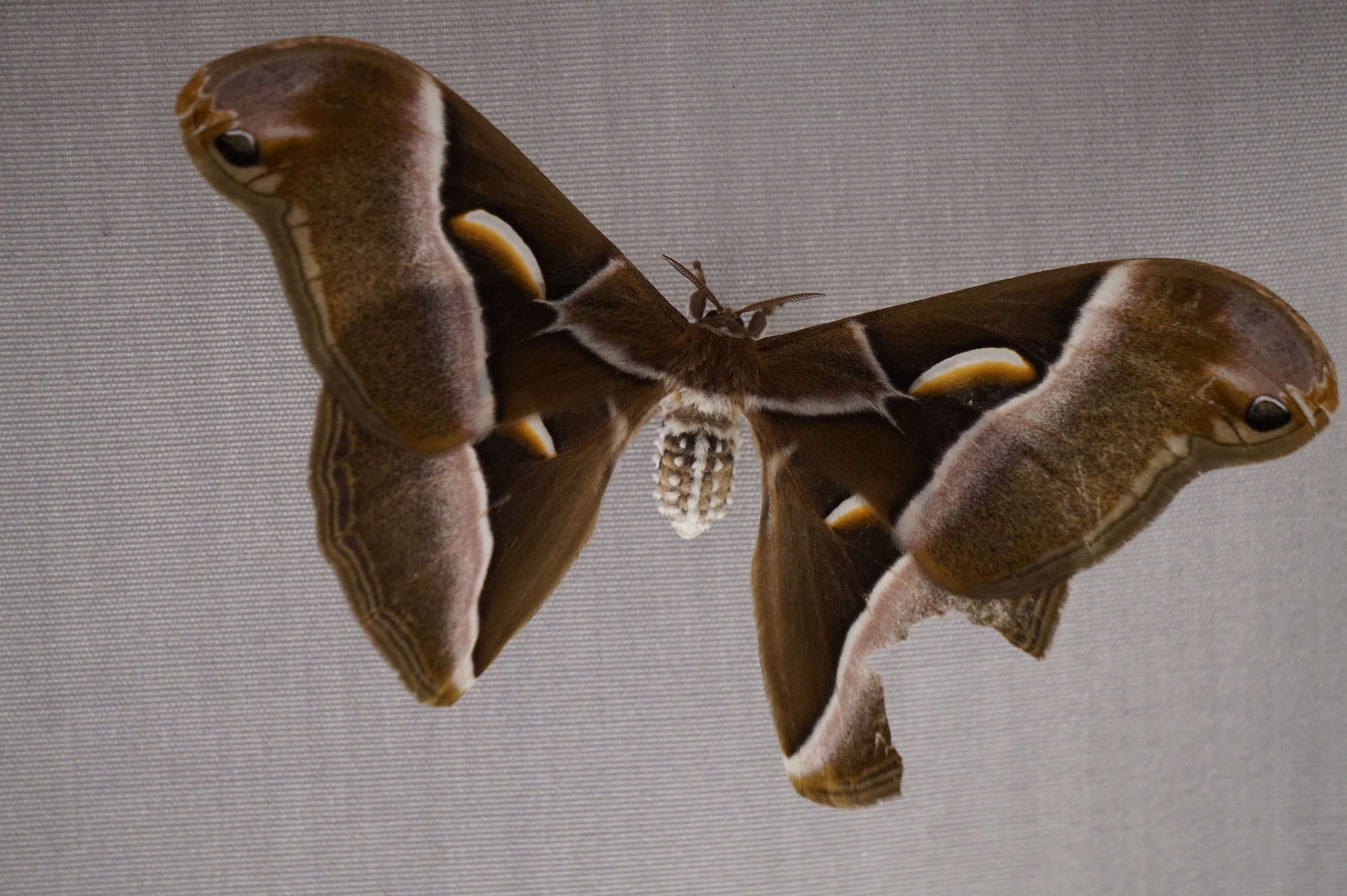 Bombice dell'ailanto