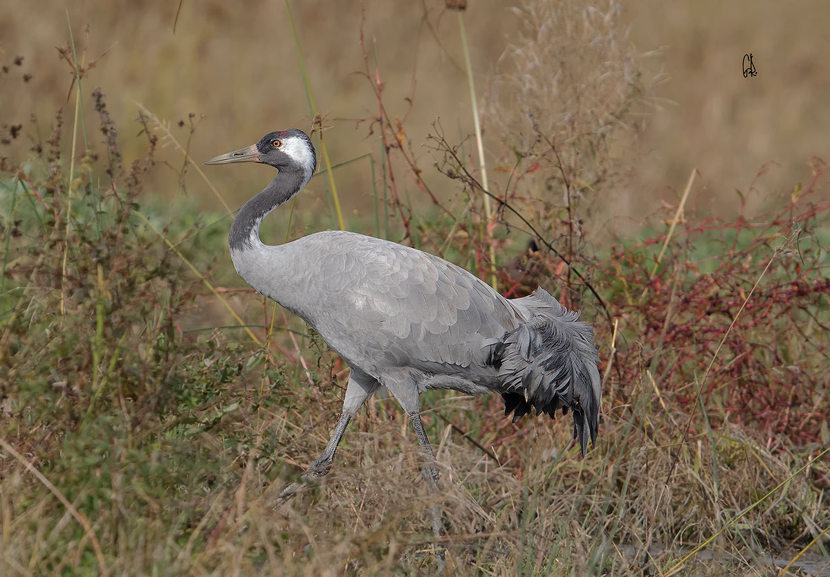 European crane