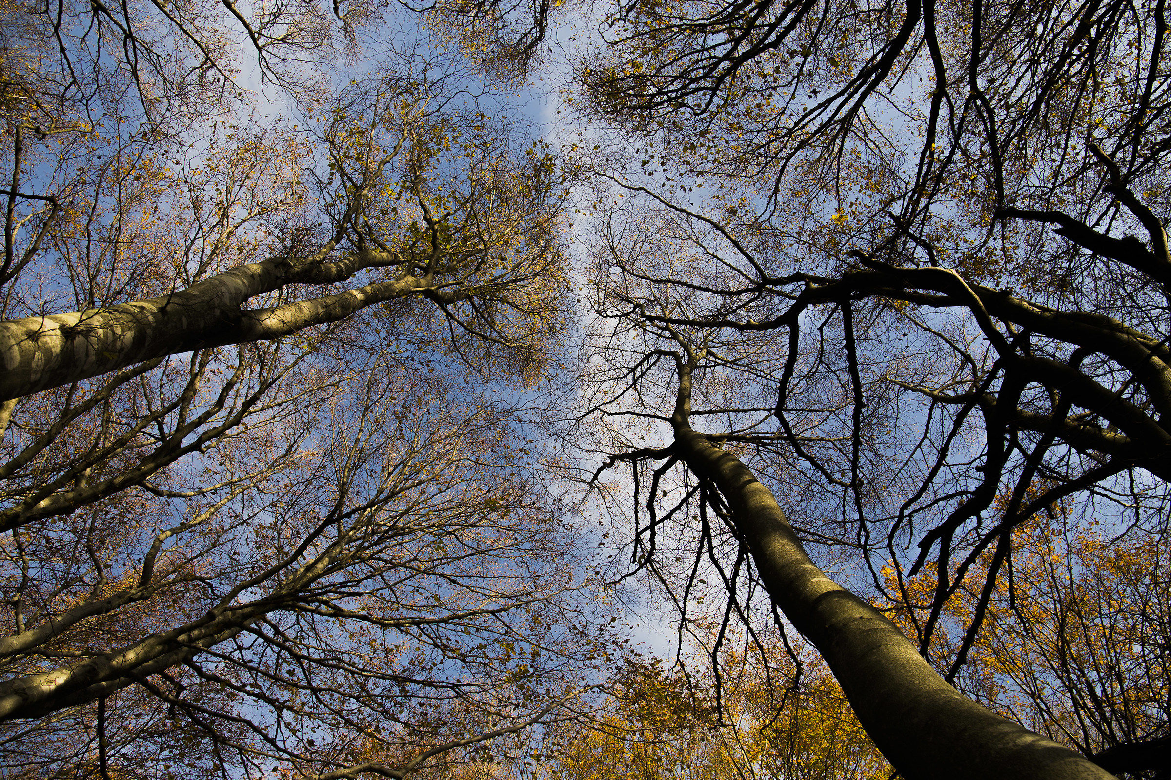 Between heaven and earth