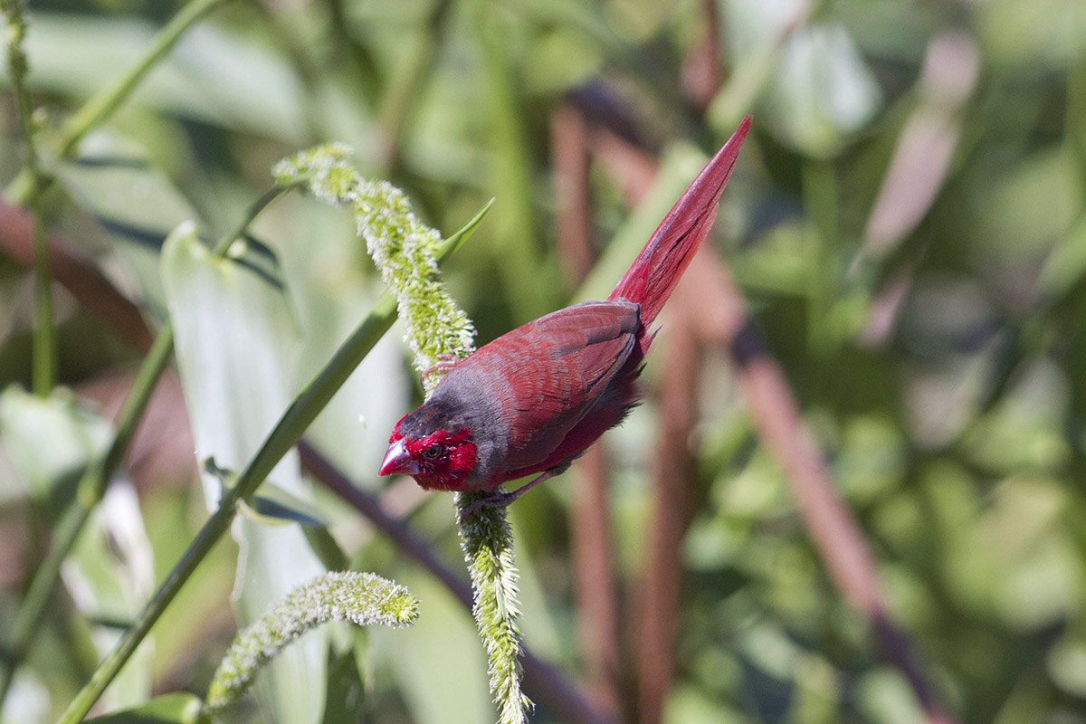 Crimson Finch