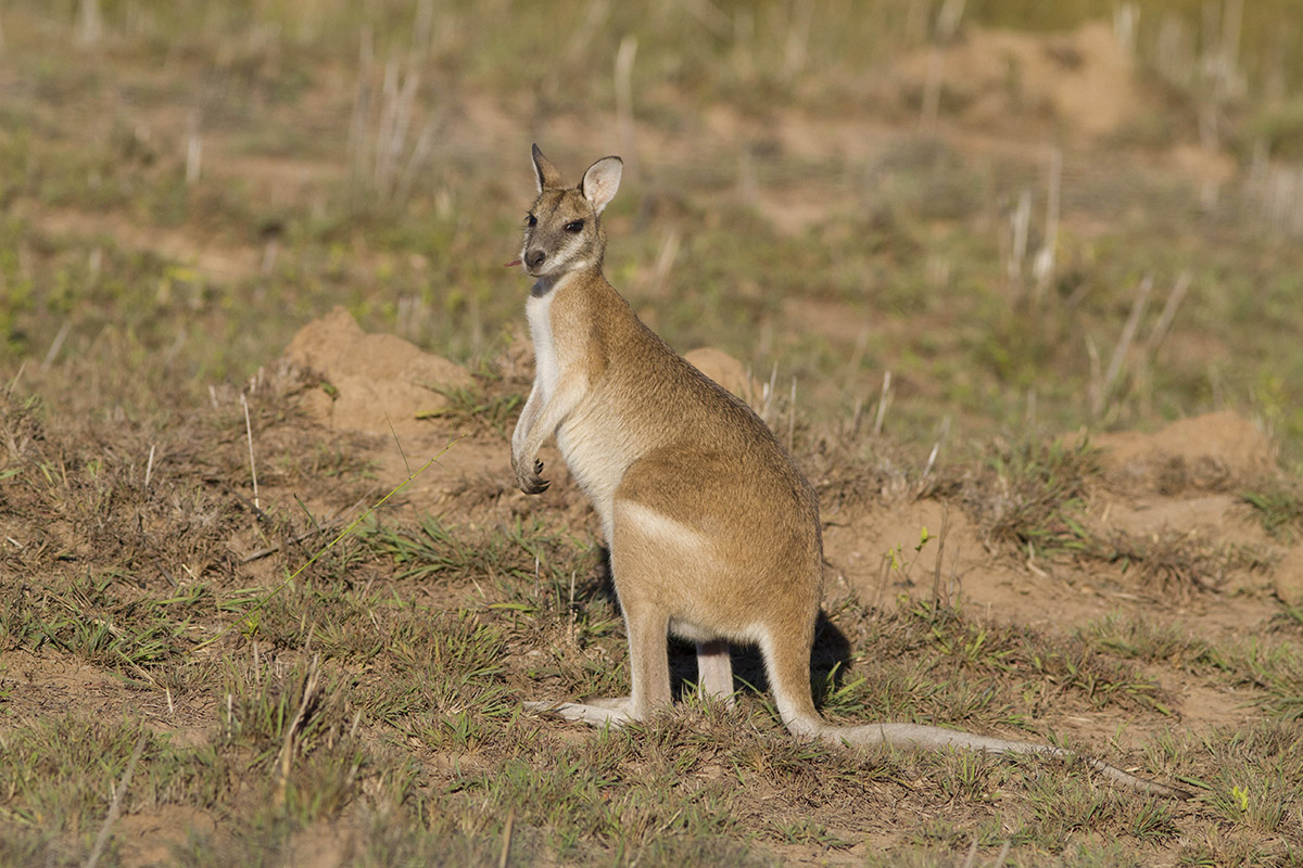 Kangaroo